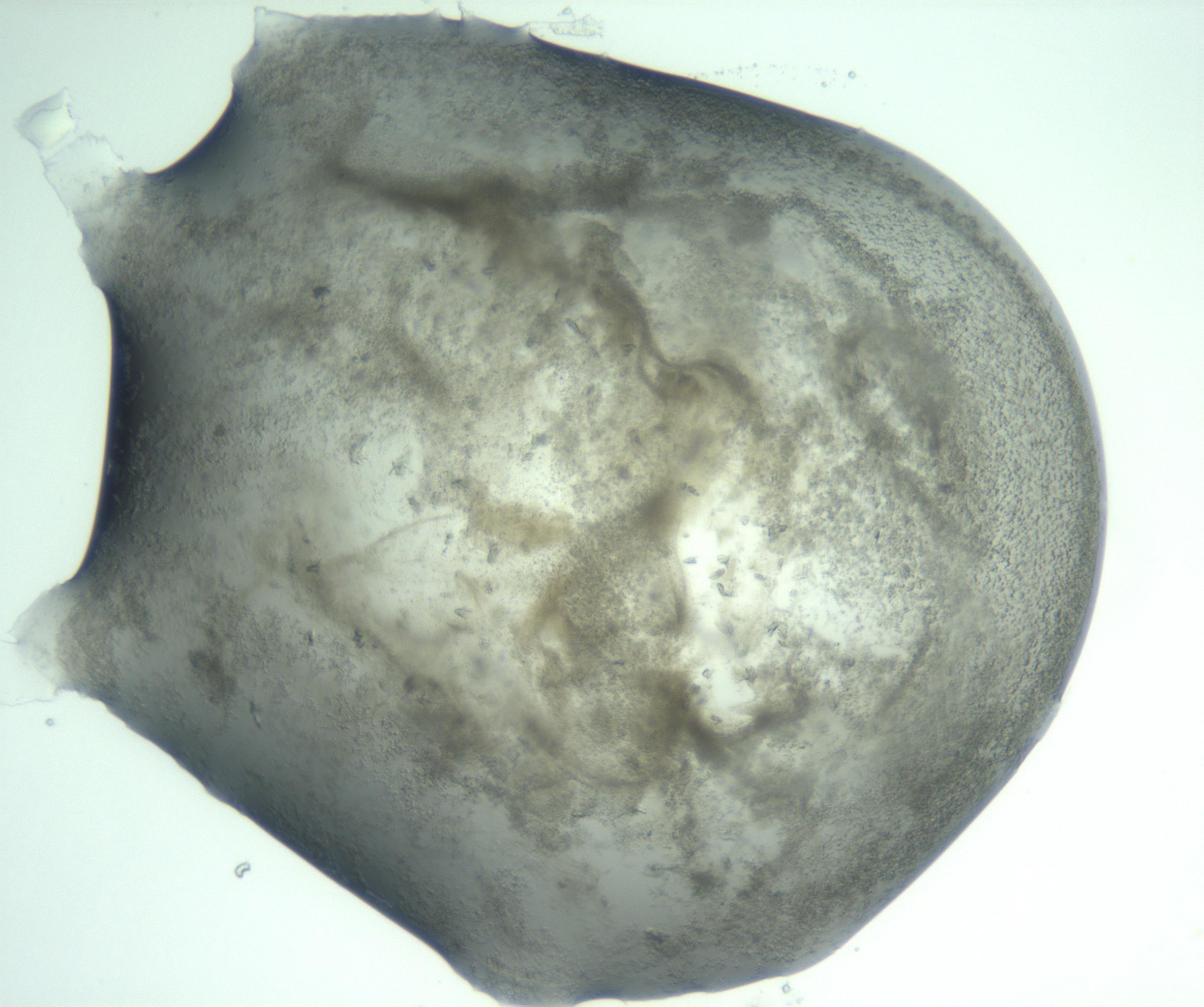 RI01_03_000_0212_Proj1_Clon1_MC_0000MC103058_005_161201_03_06_02_00_99_002_001_RAI.jpg