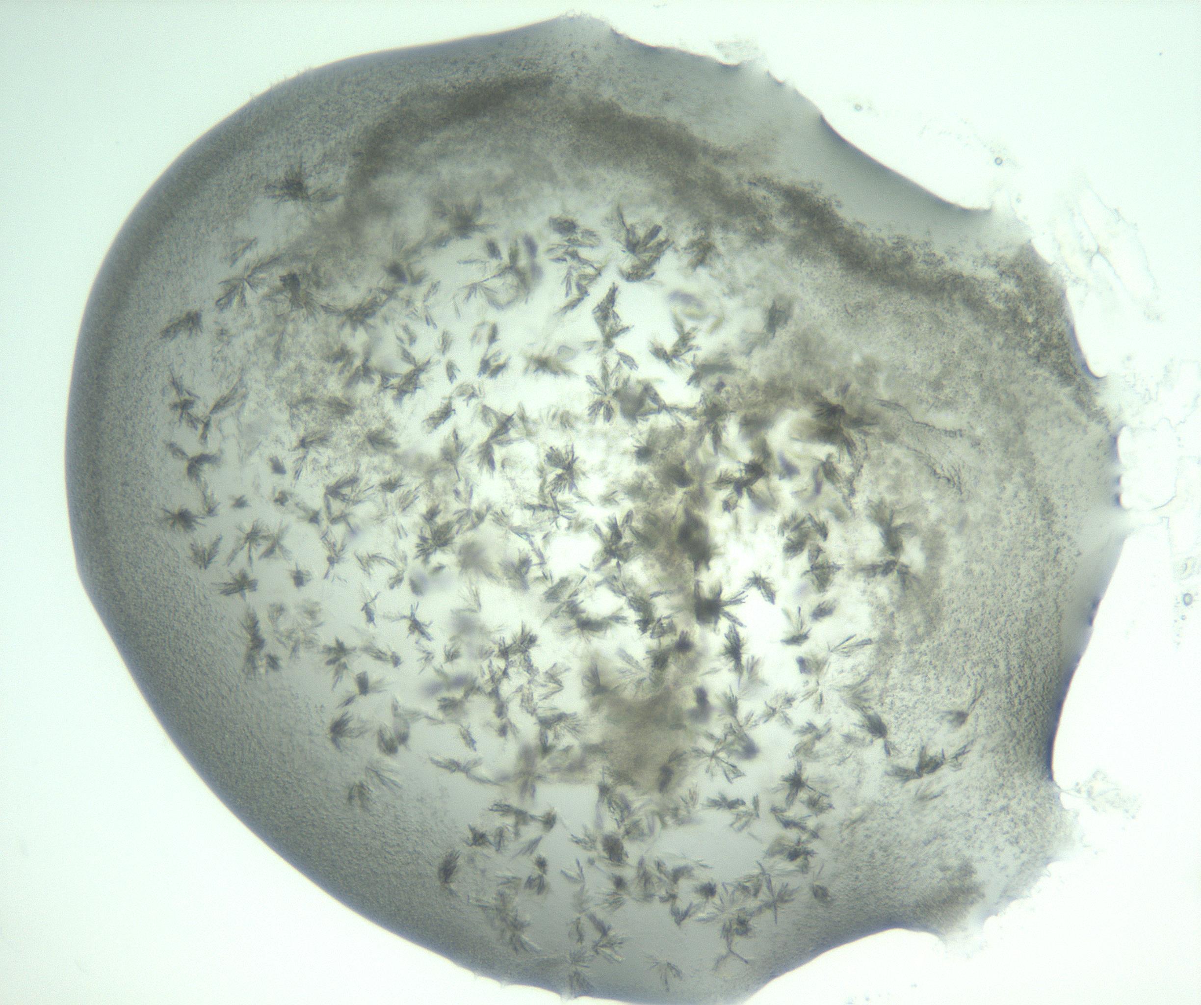 RI01_03_000_0212_Proj1_Clon1_MC_0000MC103058_005_161201_03_07_02_00_99_002_001_RAI.jpg