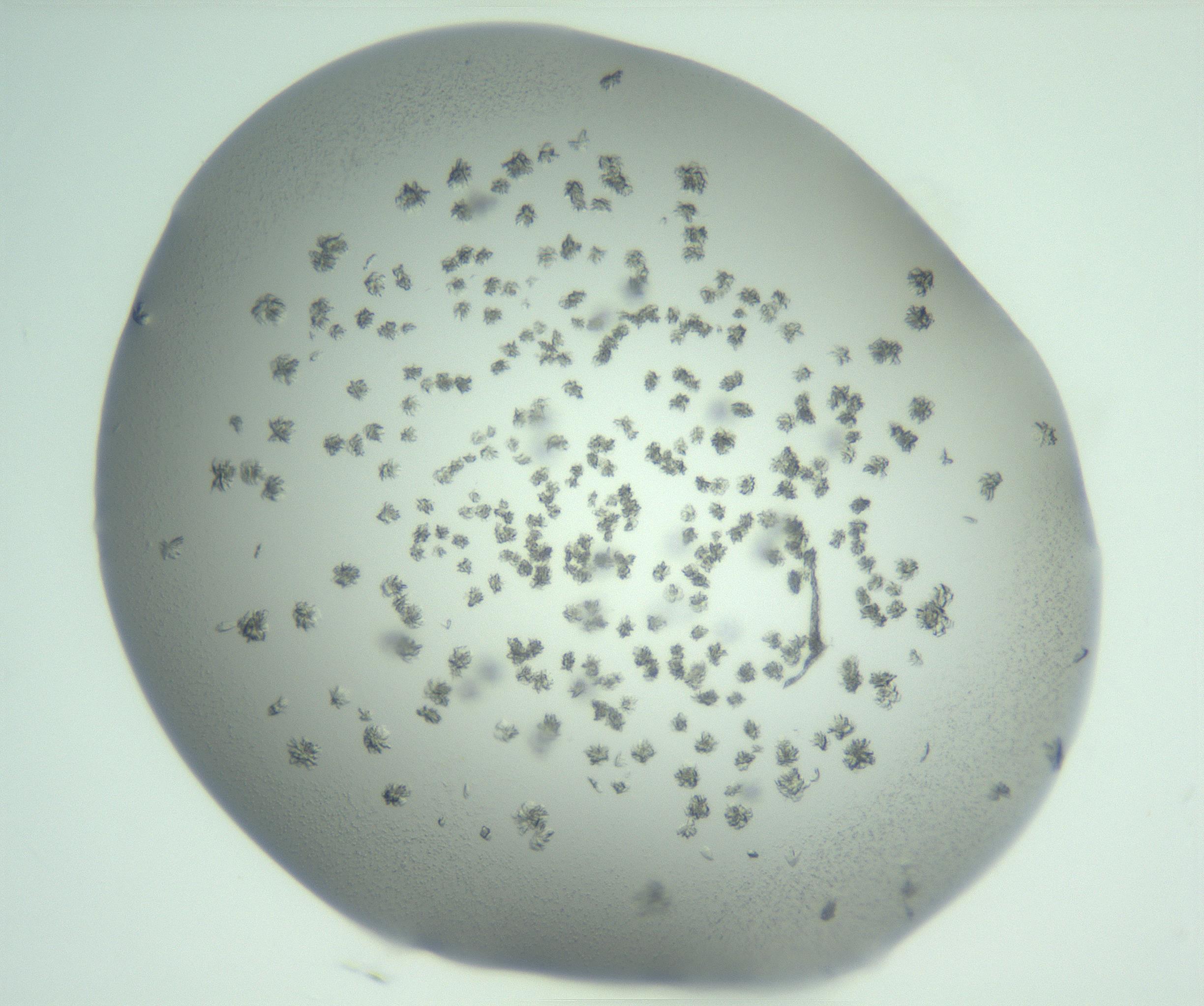 RI01_03_000_0212_Proj1_Clon1_MC_0000MC103058_005_161201_04_03_01_00_99_002_001_RAI.jpg