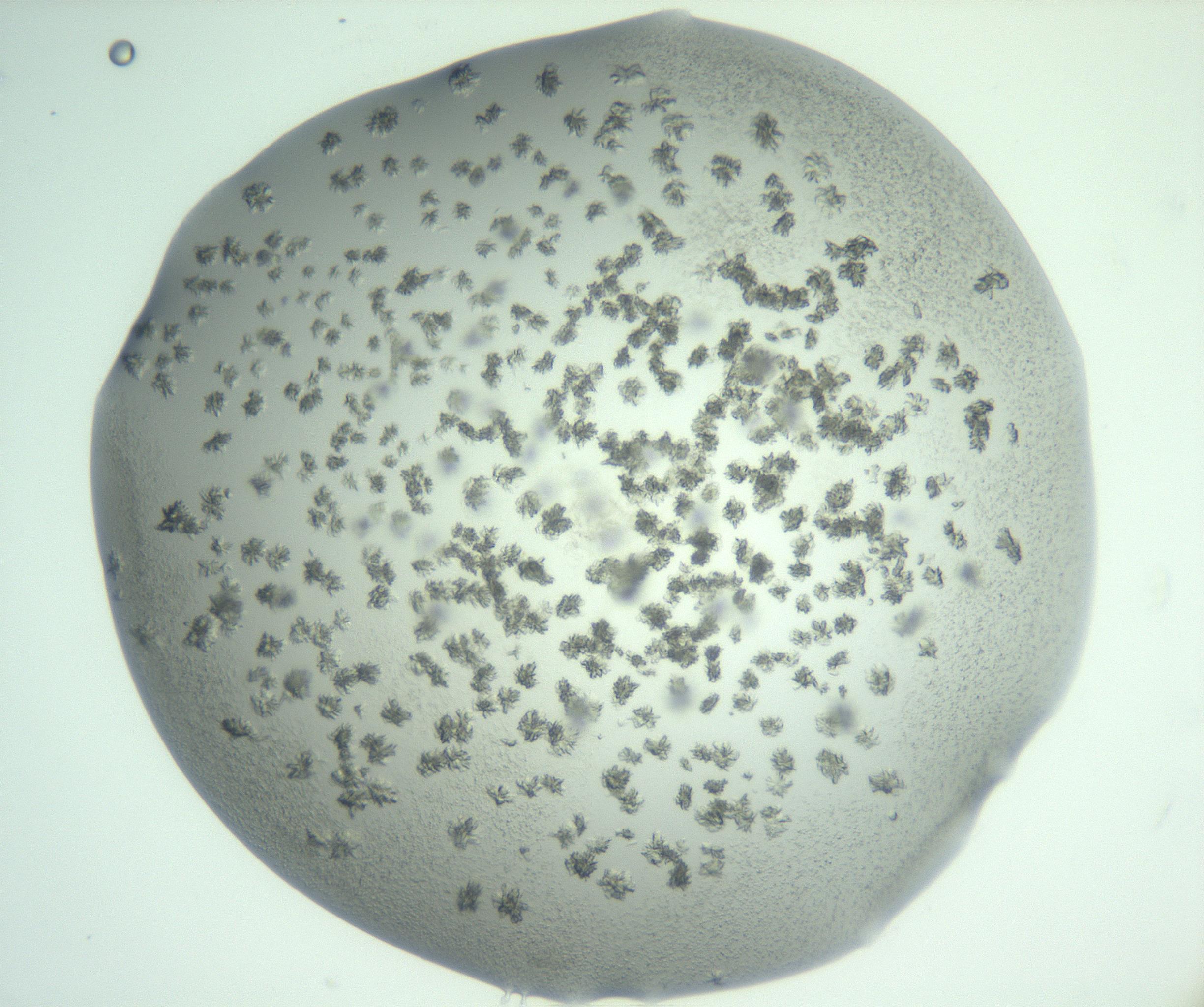 RI01_03_000_0212_Proj1_Clon1_MC_0000MC103058_005_161201_04_03_02_00_99_002_001_RAI.jpg