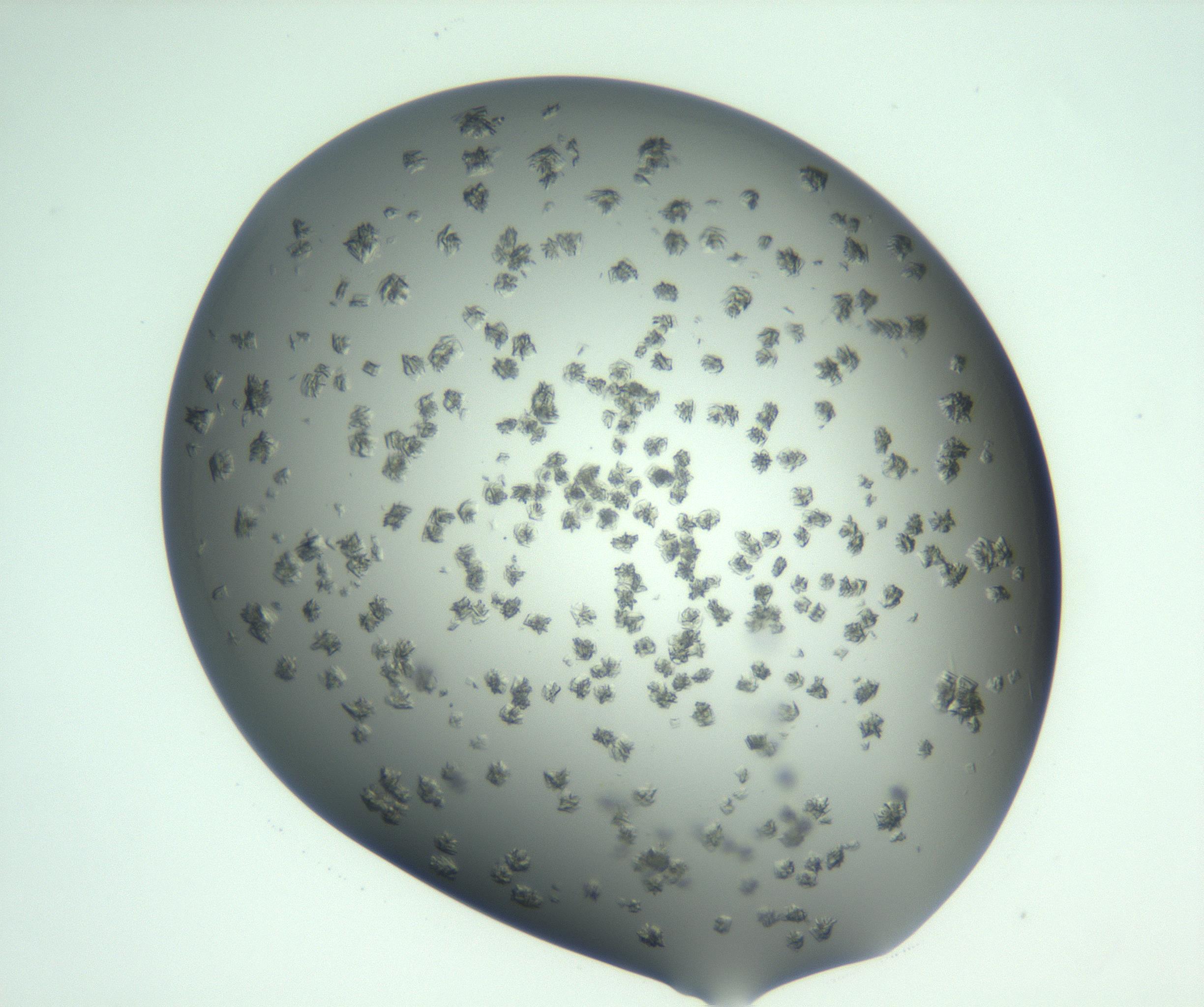 RI01_03_000_0212_Proj1_Clon1_MC_0000MC103058_005_161201_06_06_01_00_99_002_001_RAI.jpg