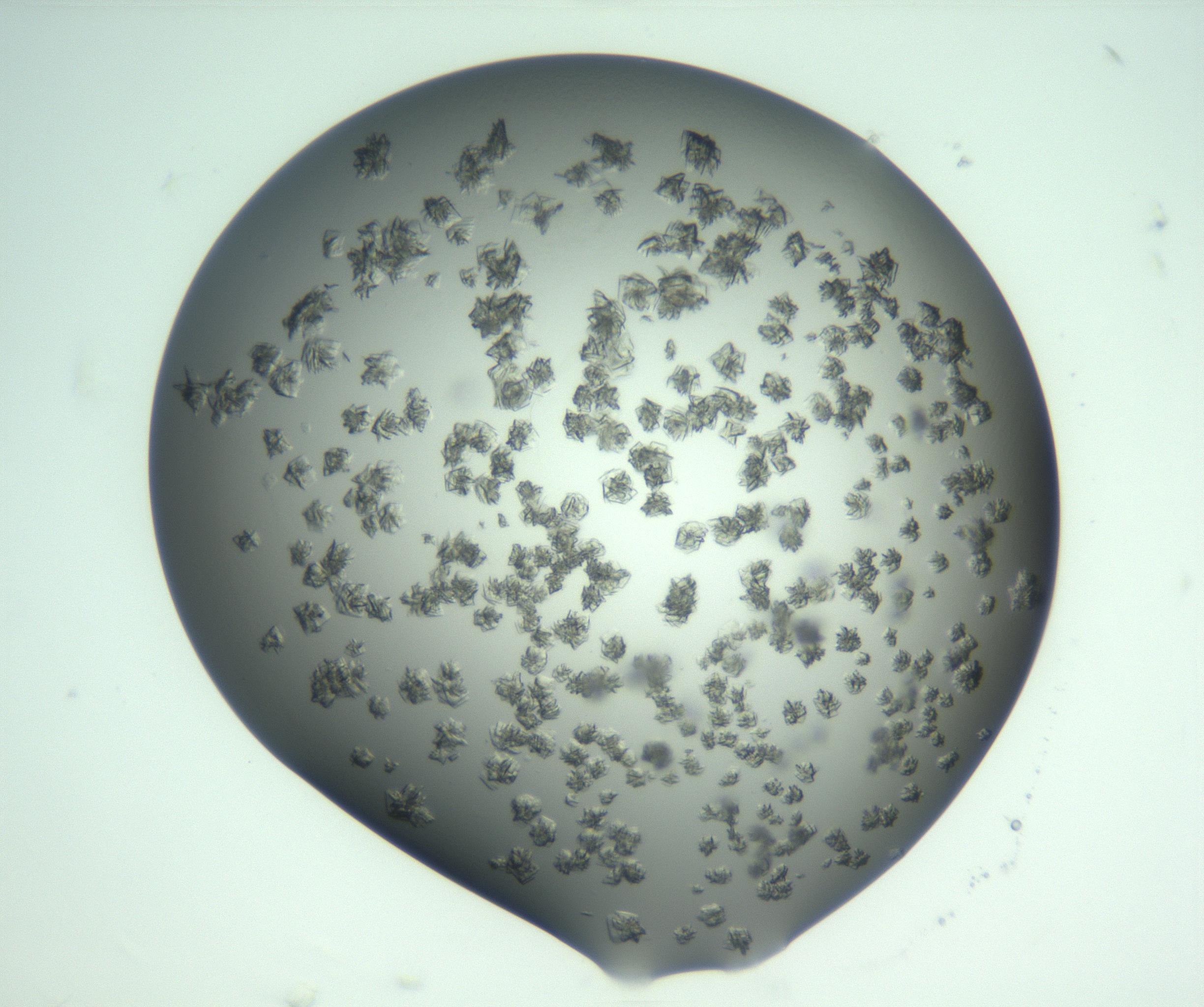 RI01_03_000_0212_Proj1_Clon1_MC_0000MC103058_005_161201_06_06_02_00_99_002_001_RAI.jpg