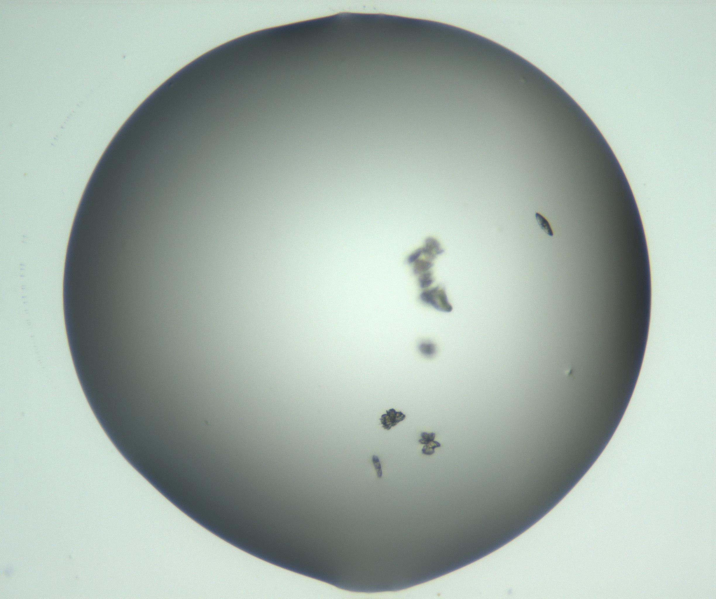 RI01_03_000_0212_Proj1_Clon1_MC_0000MC103058_005_161201_07_05_01_00_99_002_001_RAI.jpg