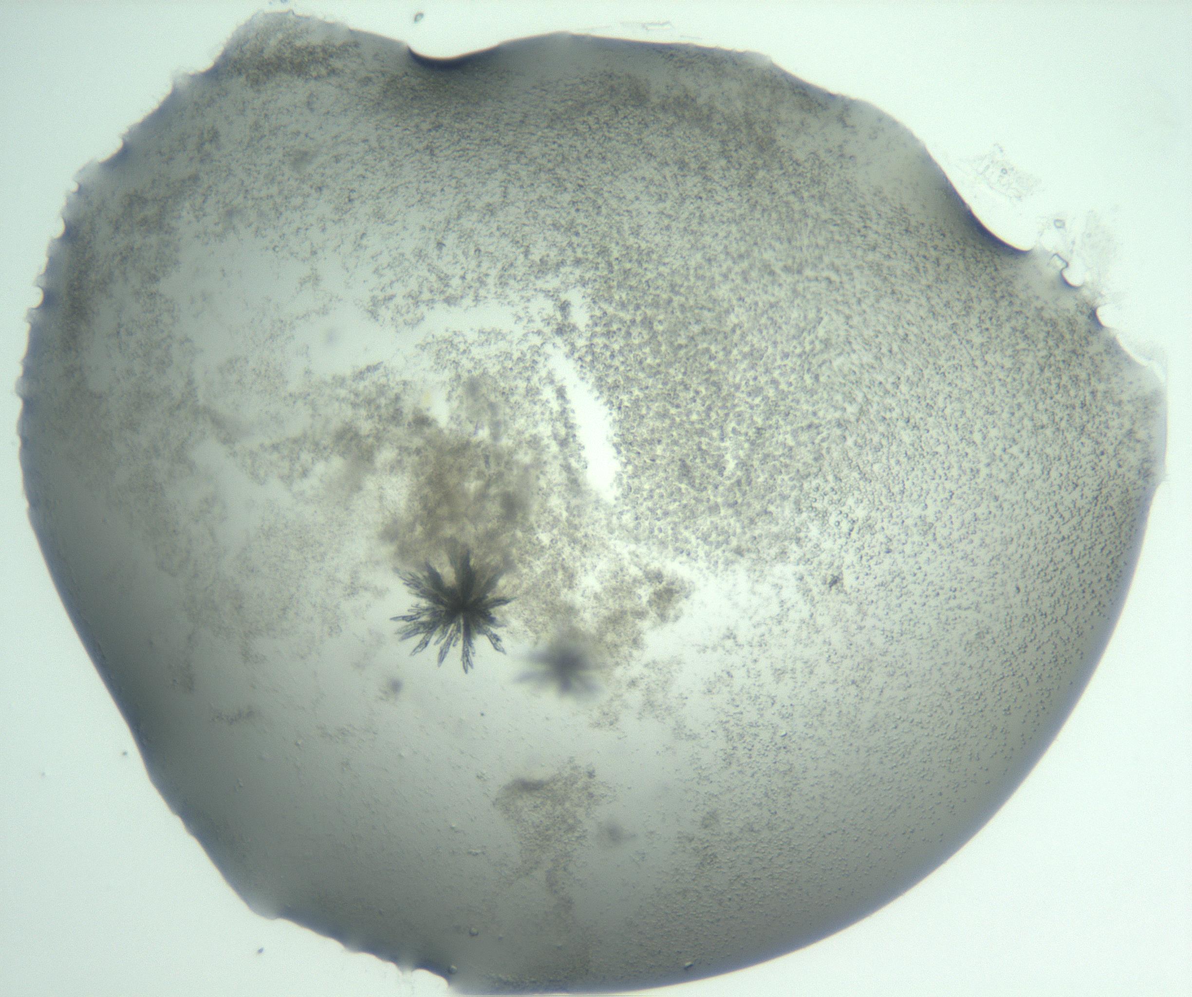 RI01_03_000_0212_Proj1_Clon1_MC_0000MC103058_005_161201_07_07_01_00_99_002_001_RAI.jpg