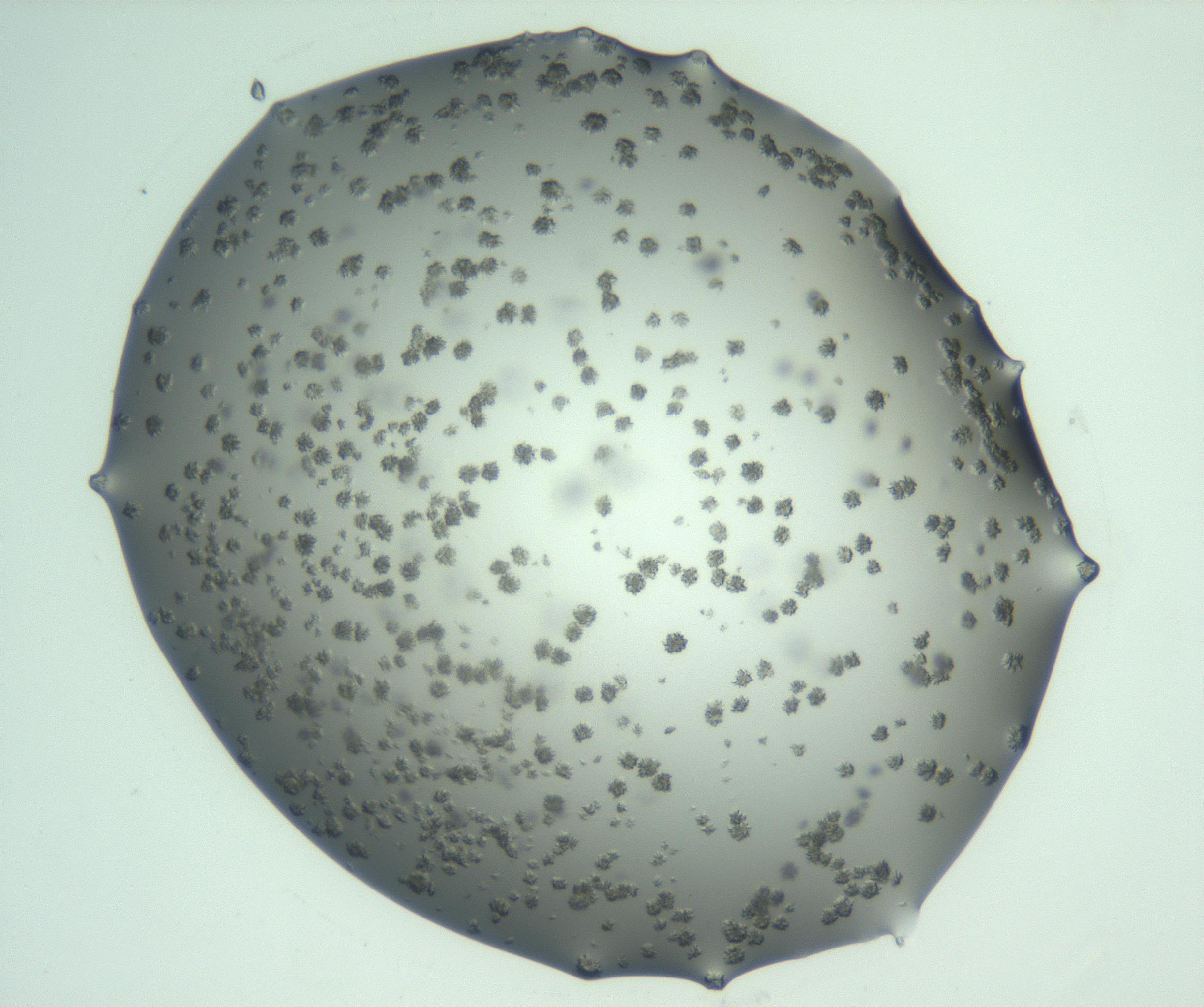 RI01_03_000_0212_Proj1_Clon1_MC_0000MC103058_005_161201_08_02_01_00_99_002_001_RAI.jpg