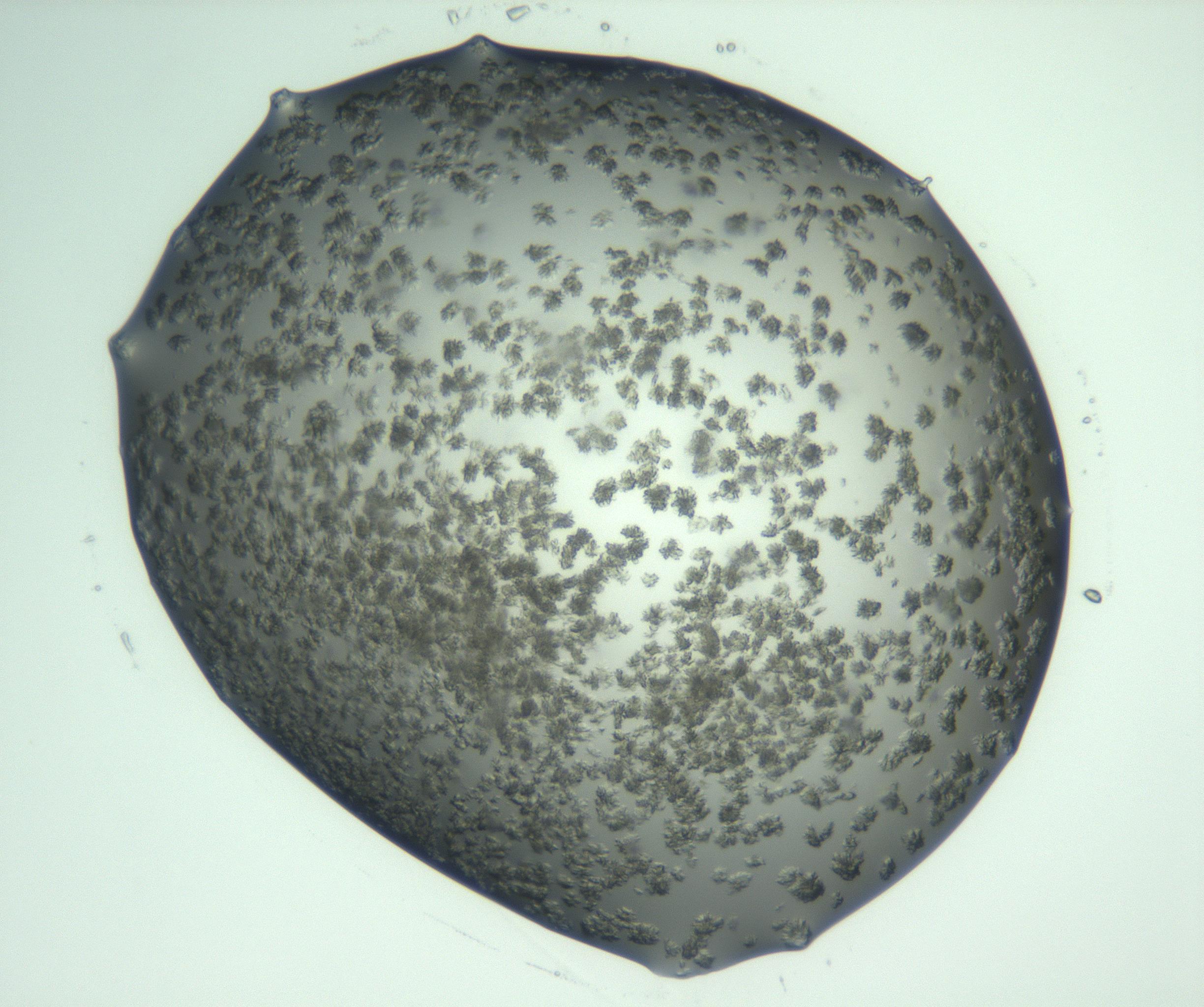 RI01_03_000_0212_Proj1_Clon1_MC_0000MC103058_005_161201_08_02_02_00_99_002_001_RAI.jpg