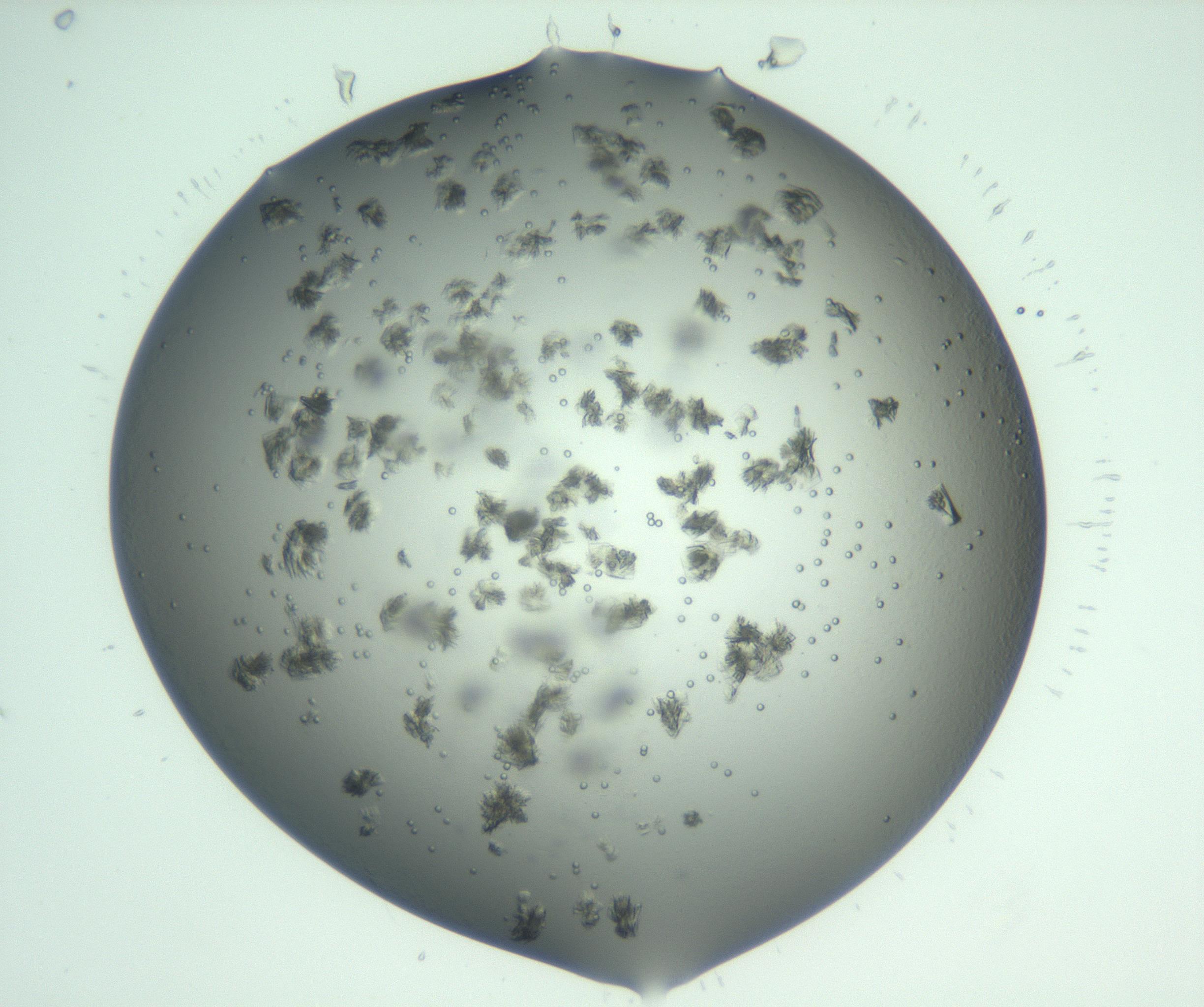 RI01_03_000_0212_Proj1_Clon1_MC_0000MC103058_005_161201_08_05_01_00_99_002_001_RAI.jpg