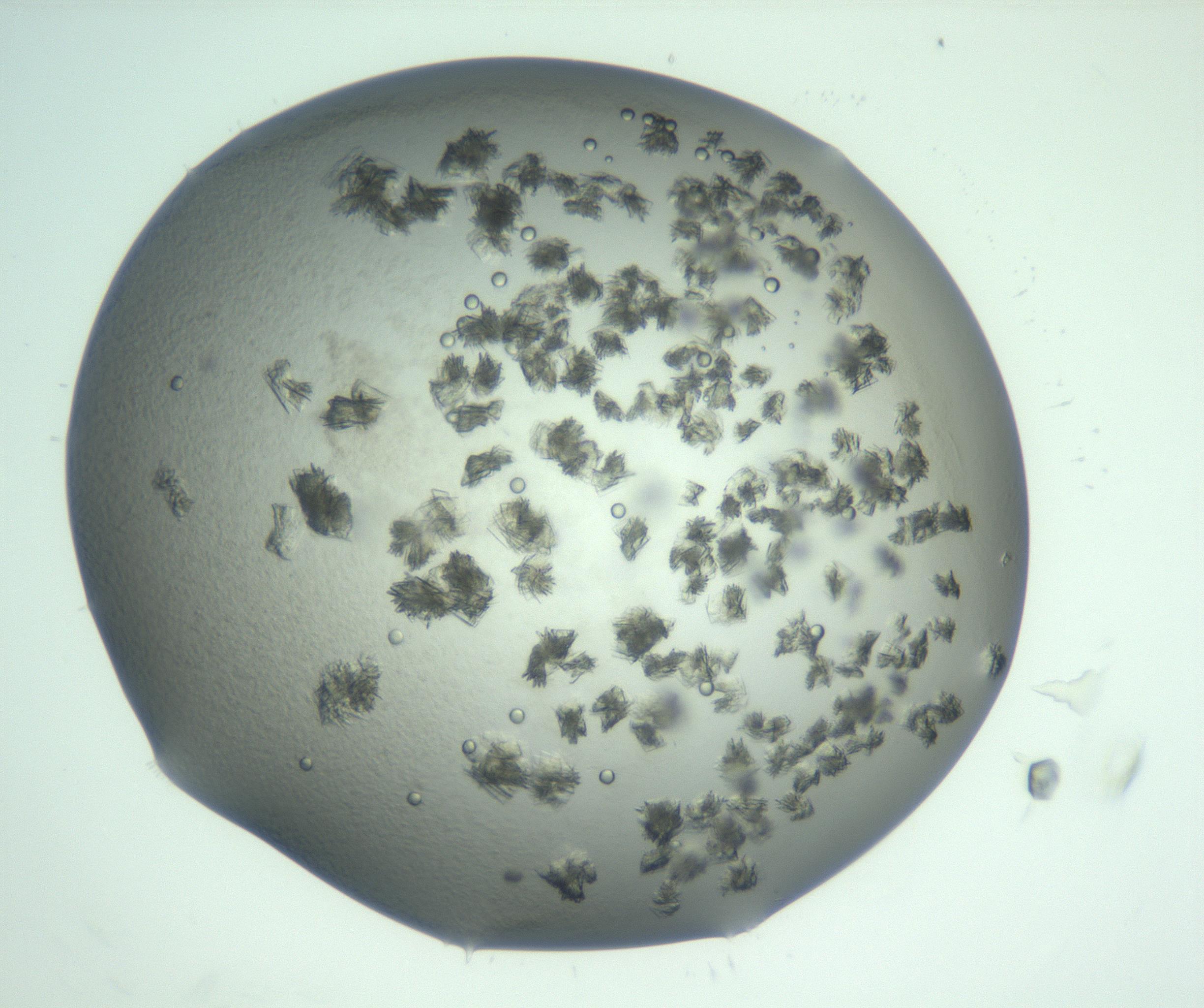 RI01_03_000_0212_Proj1_Clon1_MC_0000MC103058_005_161201_08_05_02_00_99_002_001_RAI.jpg