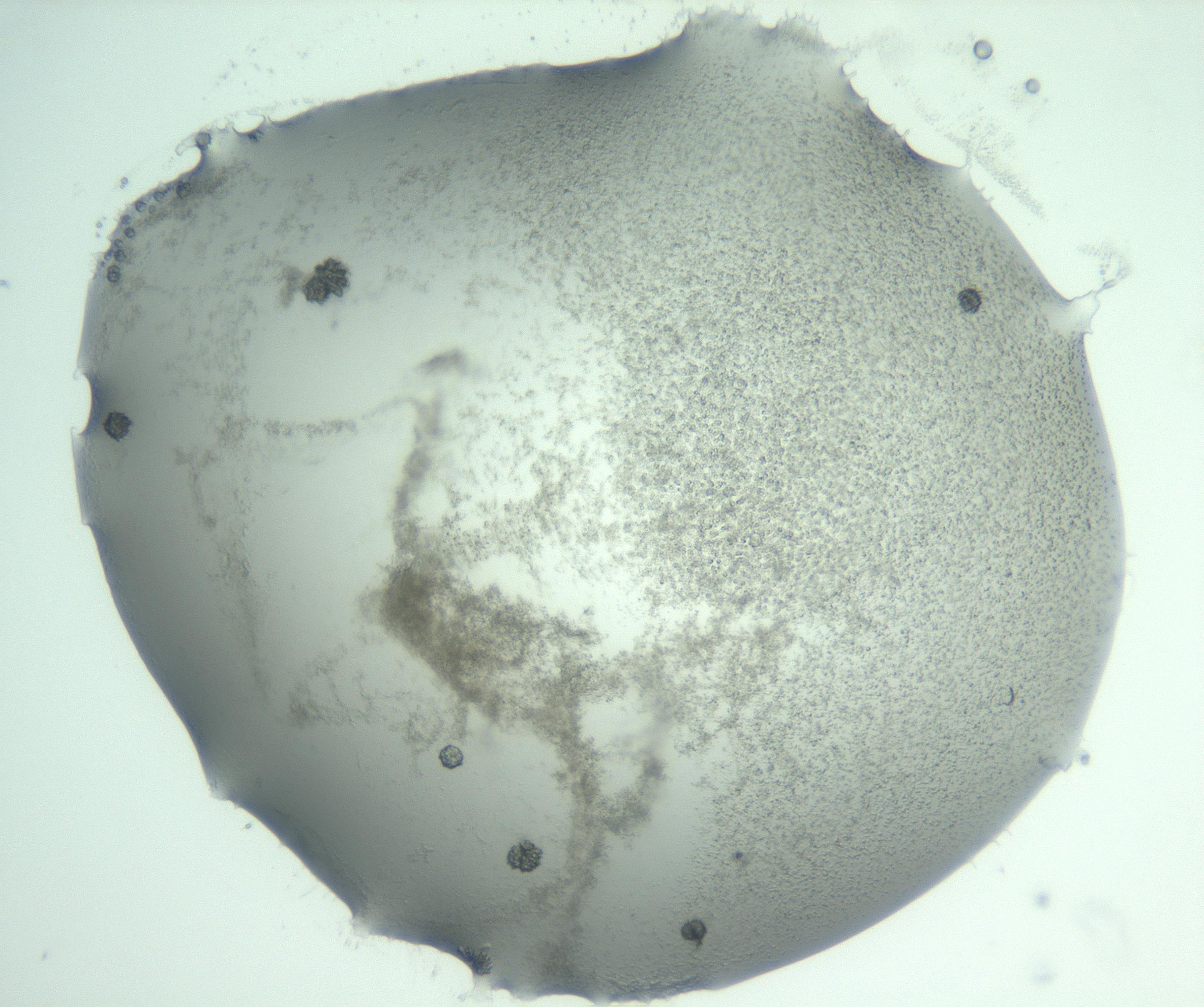 RI01_03_000_0212_Proj1_Clon1_MC_0000MC103058_005_161201_08_07_01_00_99_002_001_RAI.jpg