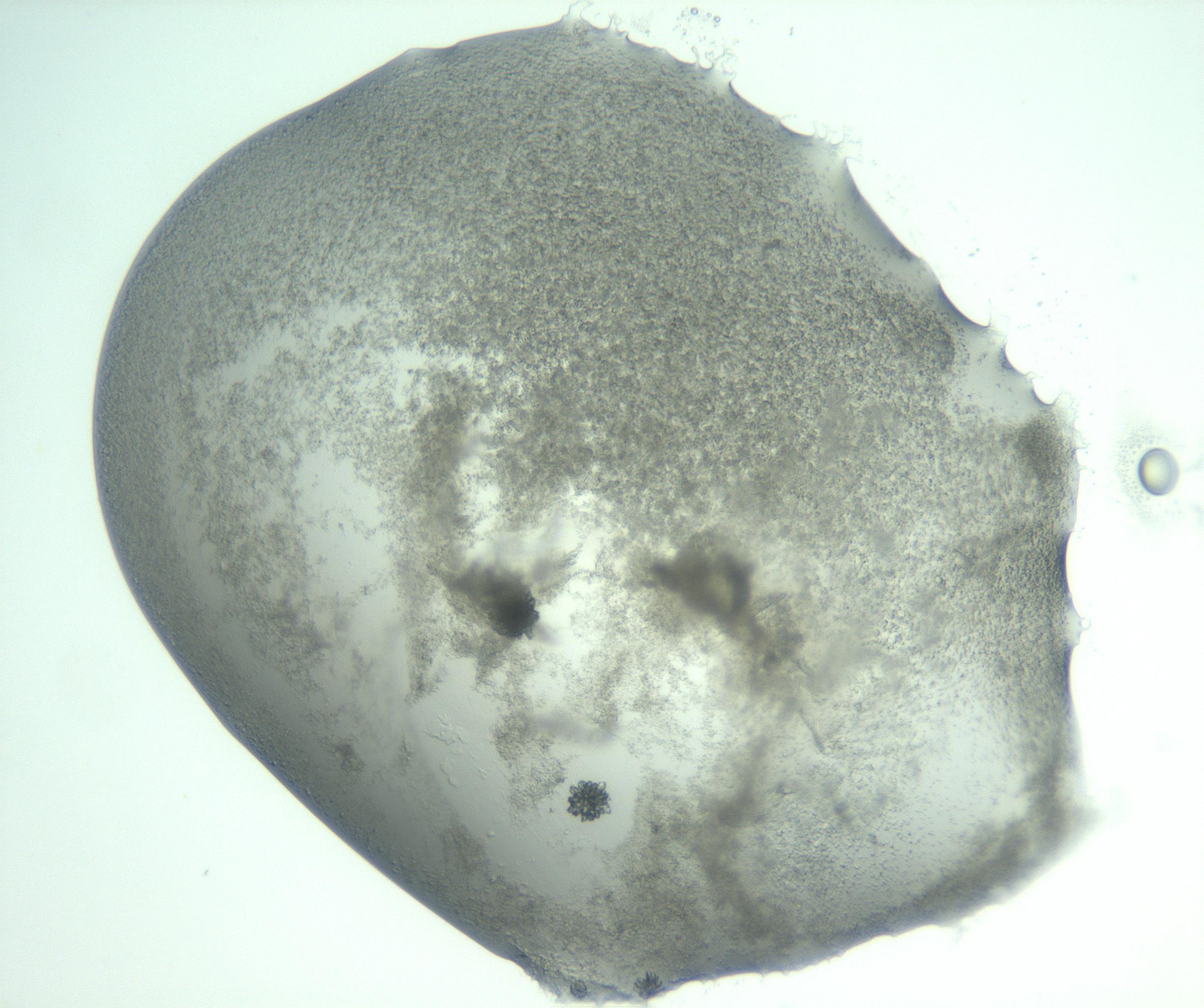 RI01_03_000_0212_Proj1_Clon1_MC_0000MC103058_005_161201_08_07_02_00_99_002_001_RAI.jpg
