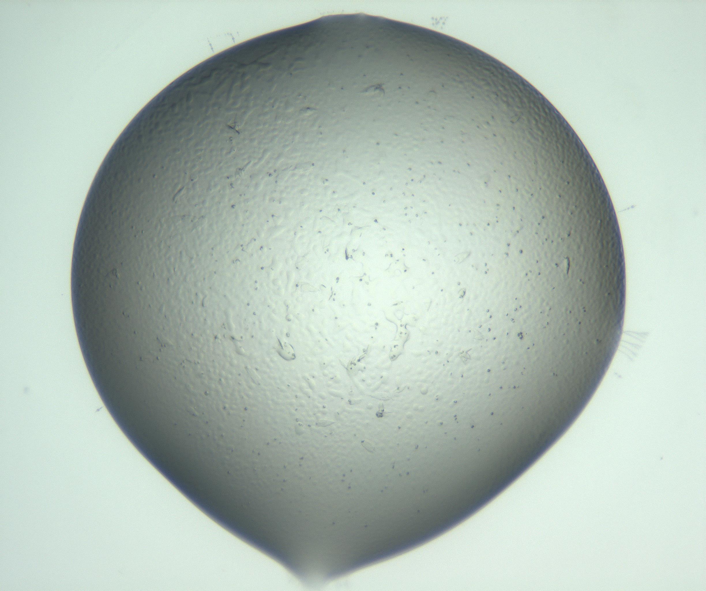 RI01_03_000_0212_Proj1_Clon1_MC_0000MC103058_005_161201_09_05_01_00_99_002_001_RAI.jpg