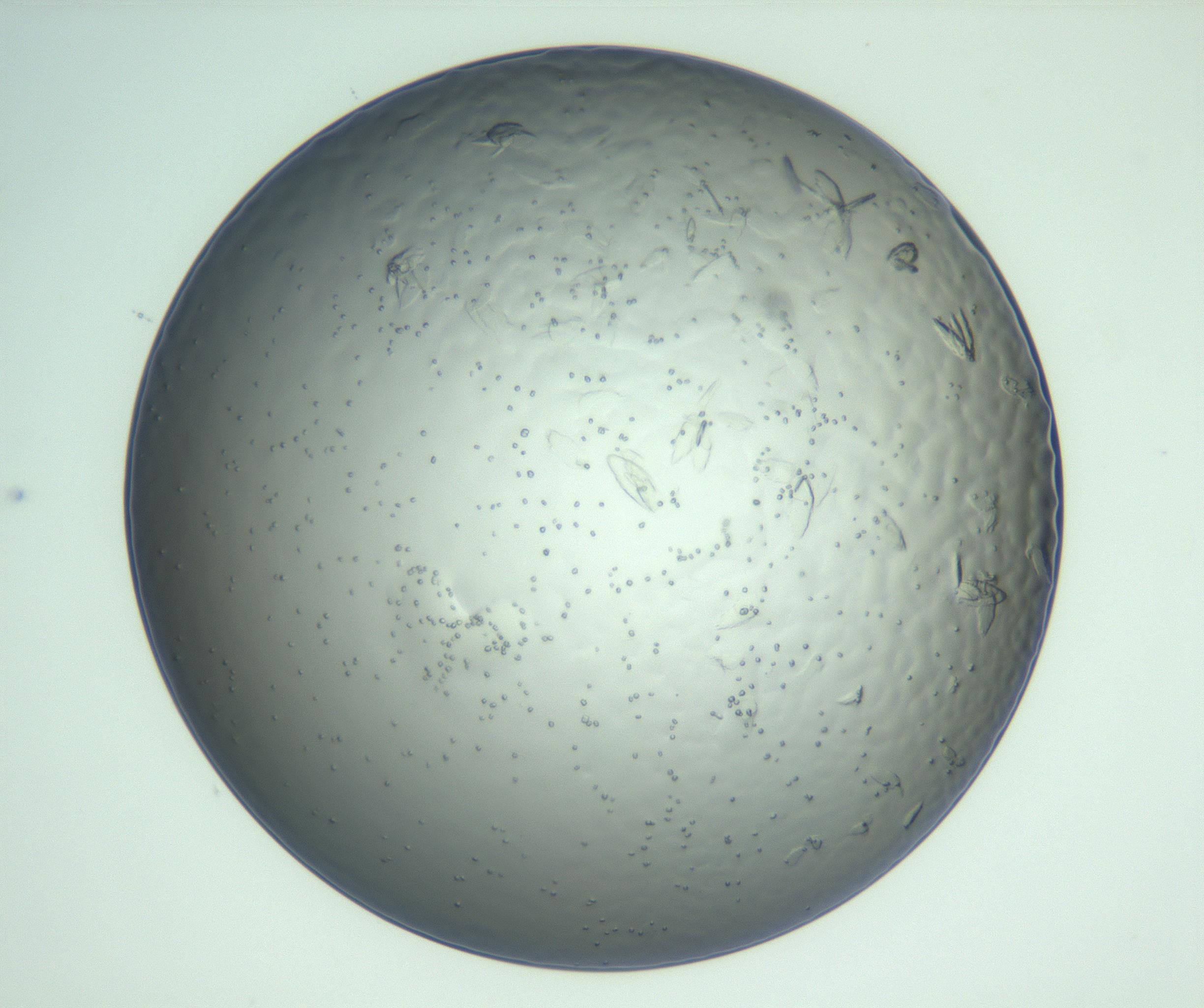 RI01_03_000_0212_Proj1_Clon1_MC_0000MC103058_005_161201_09_05_02_00_99_002_001_RAI.jpg