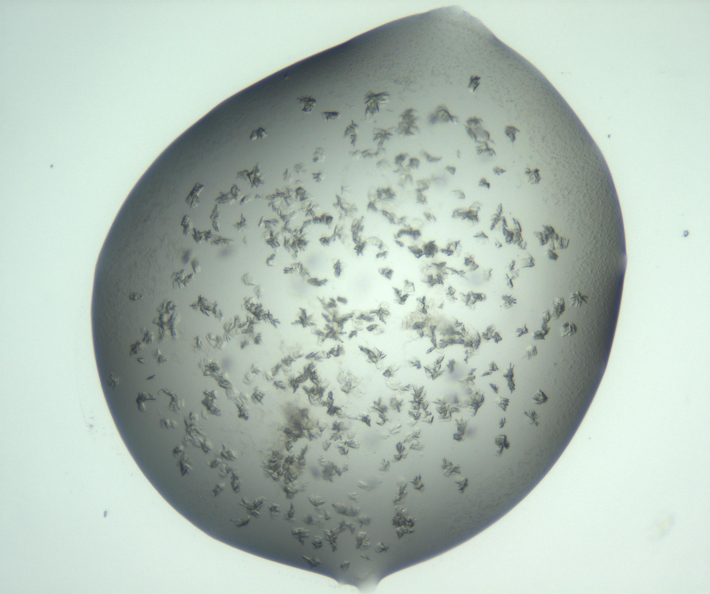 RI01_03_000_0212_Proj1_Clon1_MC_0000MC103058_005_161201_09_06_01_00_99_002_001_RAI.jpg