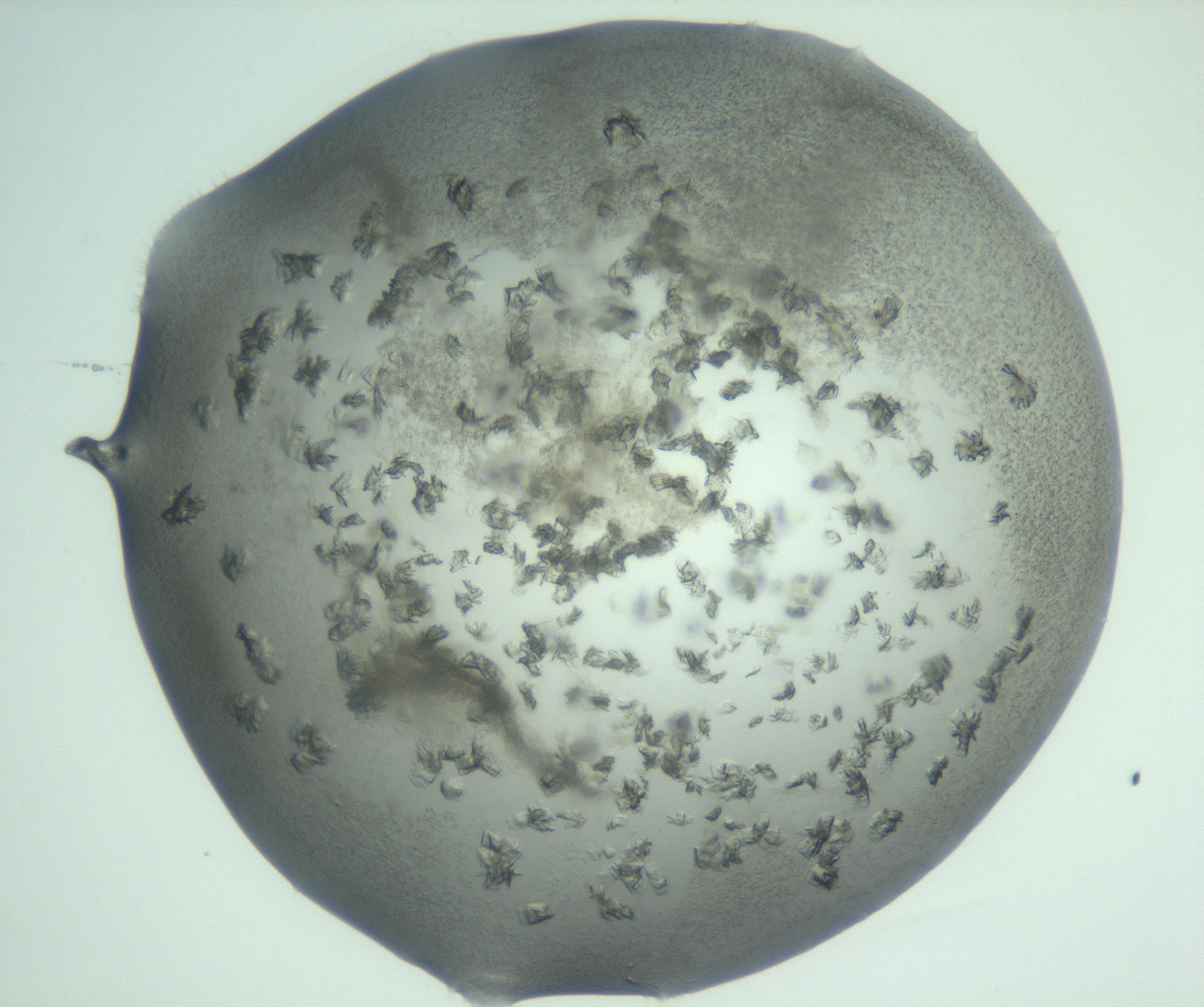 RI01_03_000_0212_Proj1_Clon1_MC_0000MC103058_005_161201_09_06_02_00_99_002_001_RAI.jpg