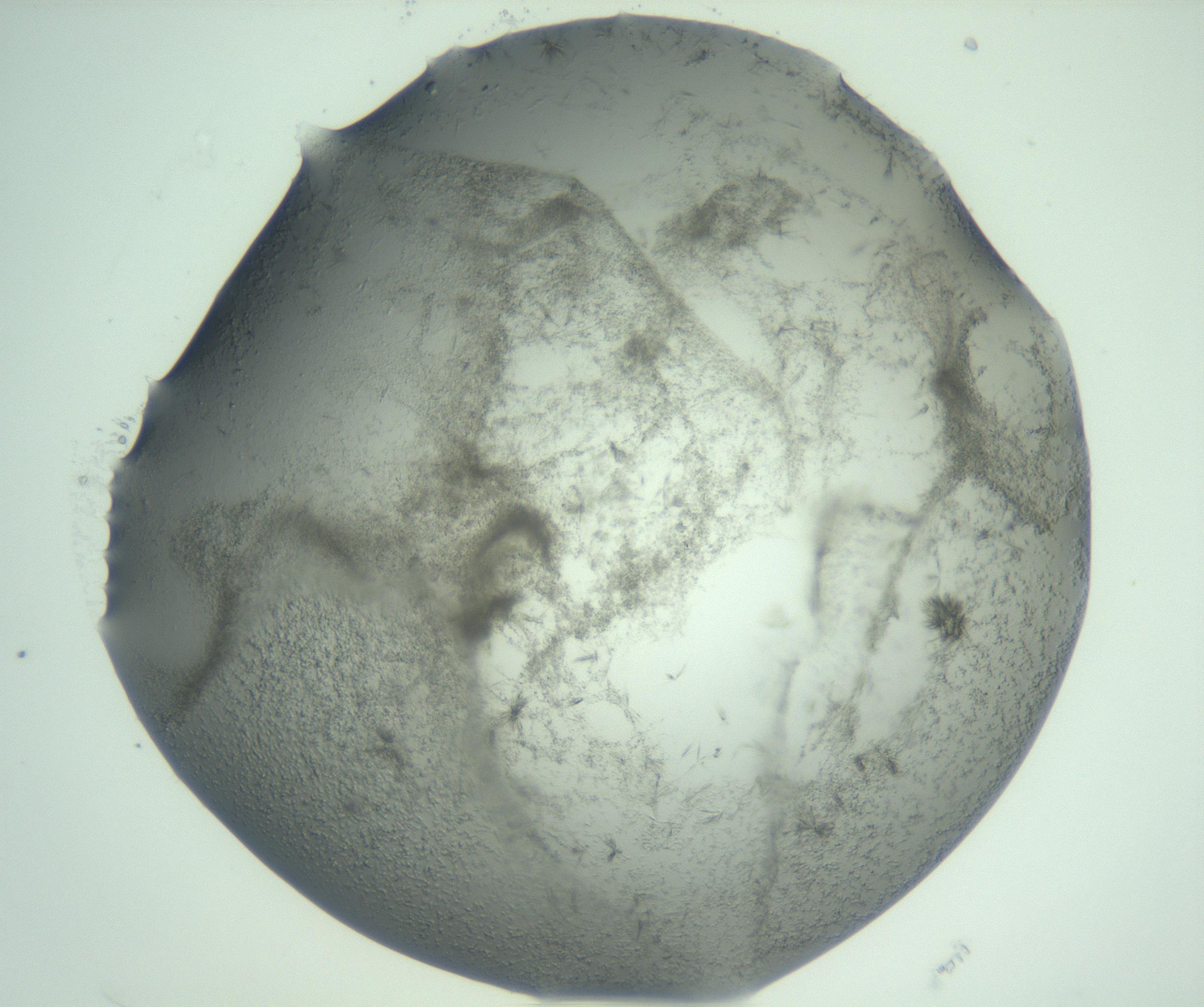 RI01_03_000_0212_Proj1_Clon1_MC_0000MC103058_005_161201_10_02_02_00_99_002_001_RAI.jpg