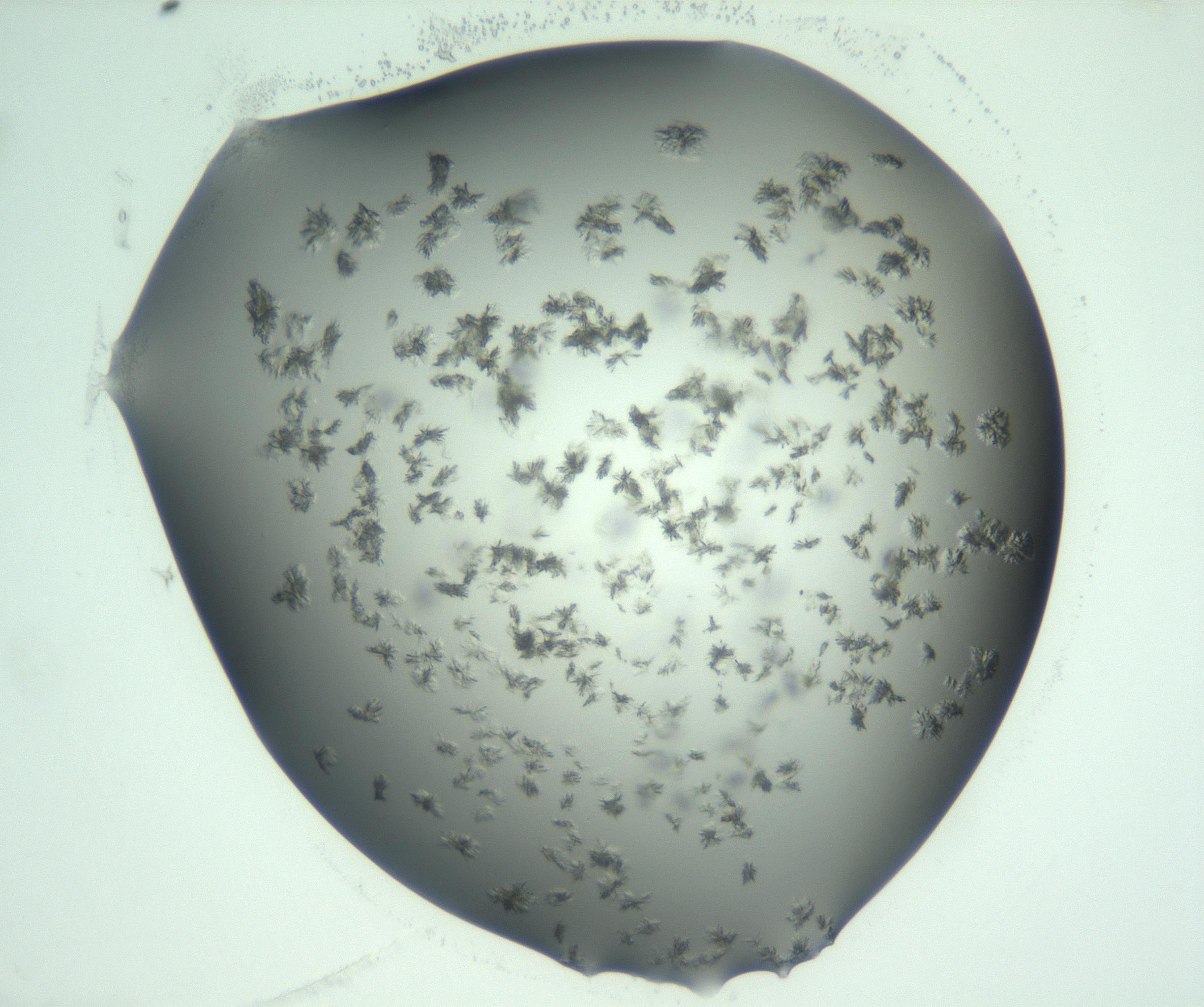RI01_03_000_0212_Proj1_Clon1_MC_0000MC103058_005_161201_11_06_01_00_99_002_001_RAI.jpg
