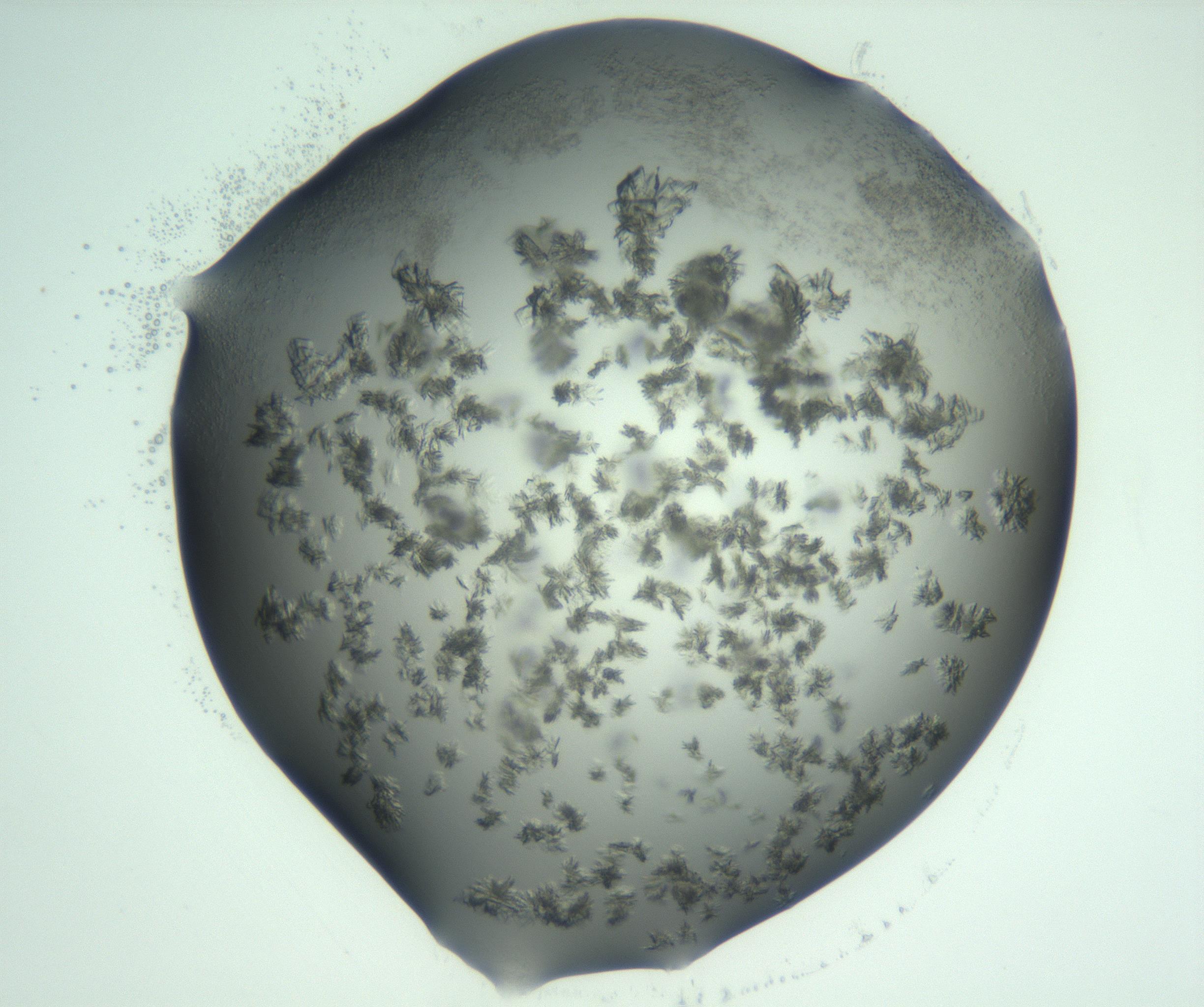 RI01_03_000_0212_Proj1_Clon1_MC_0000MC103058_005_161201_11_06_02_00_99_002_001_RAI.jpg