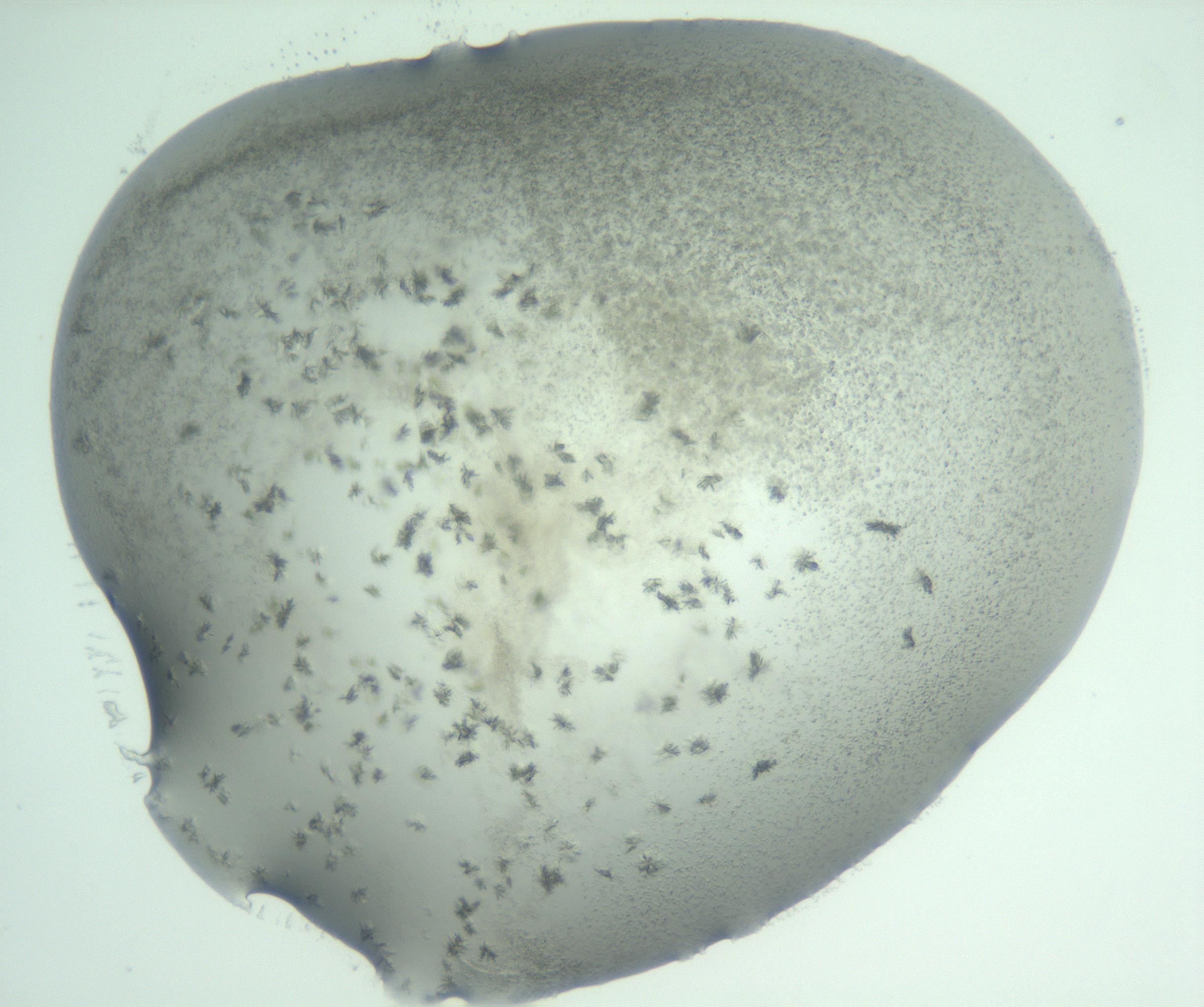 RI01_03_000_0212_Proj1_Clon1_MC_0000MC103058_005_161201_11_07_01_00_99_002_001_RAI.jpg