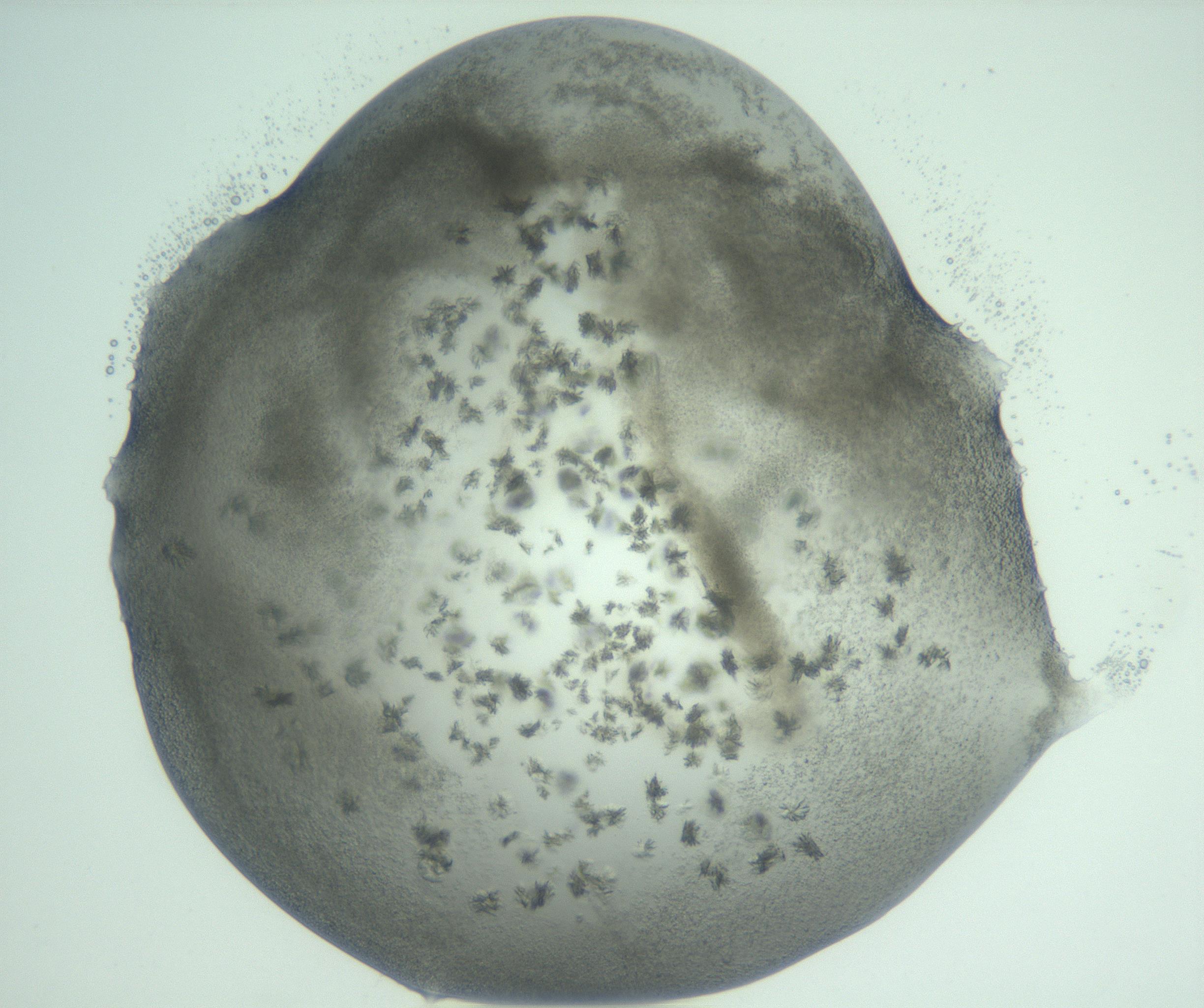 RI01_03_000_0212_Proj1_Clon1_MC_0000MC103058_005_161201_11_07_02_00_99_002_001_RAI.jpg