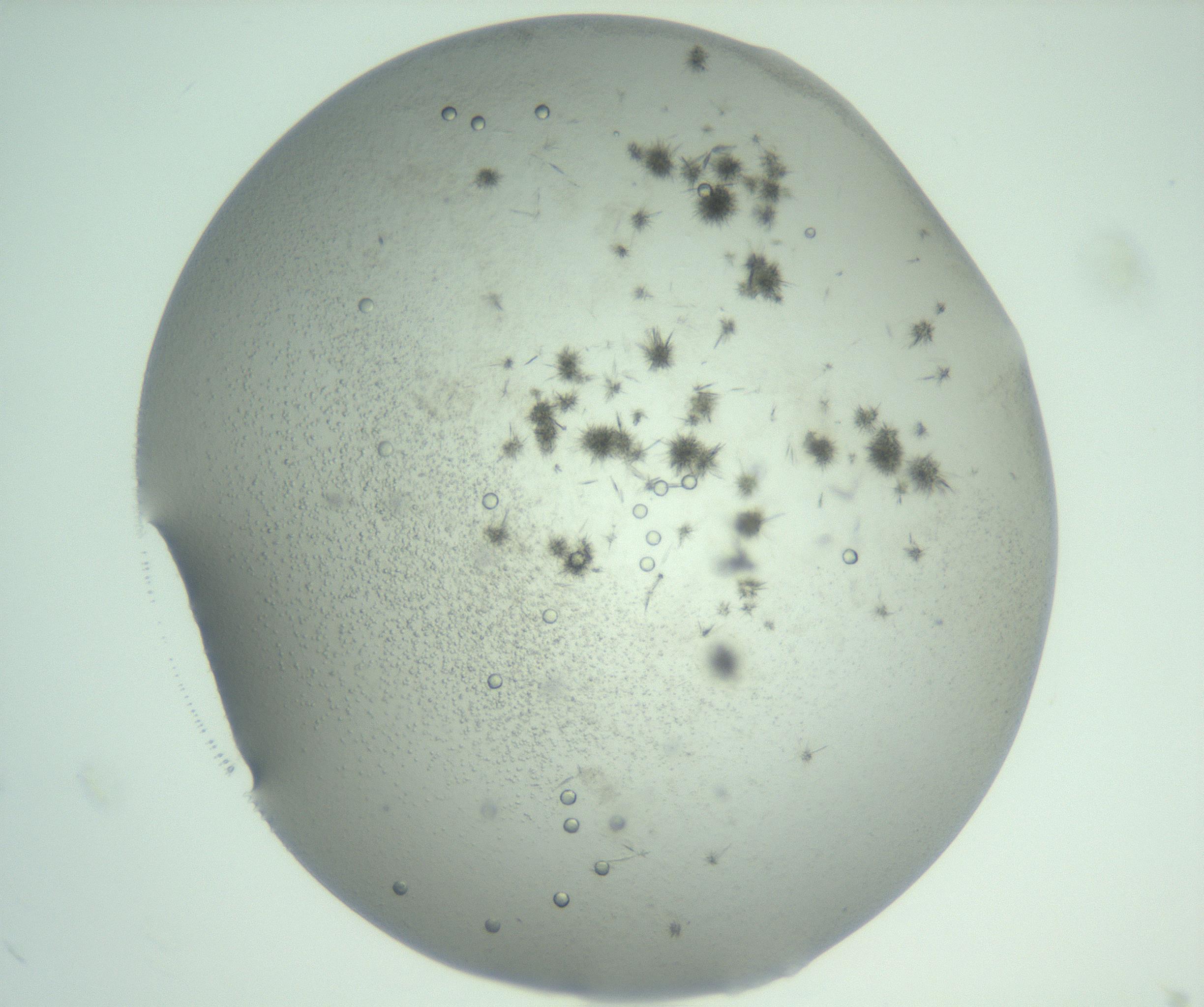 RI01_03_000_0212_Proj1_Clon1_MC_0000MC103058_005_161201_12_01_01_00_99_002_001_RAI.jpg