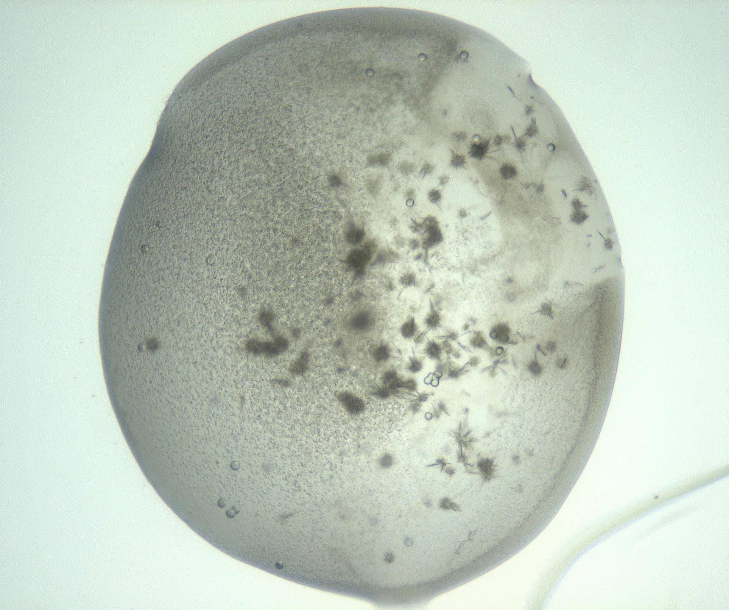RI01_03_000_0212_Proj1_Clon1_MC_0000MC103058_005_161201_12_01_02_00_99_002_001_RAI.jpg