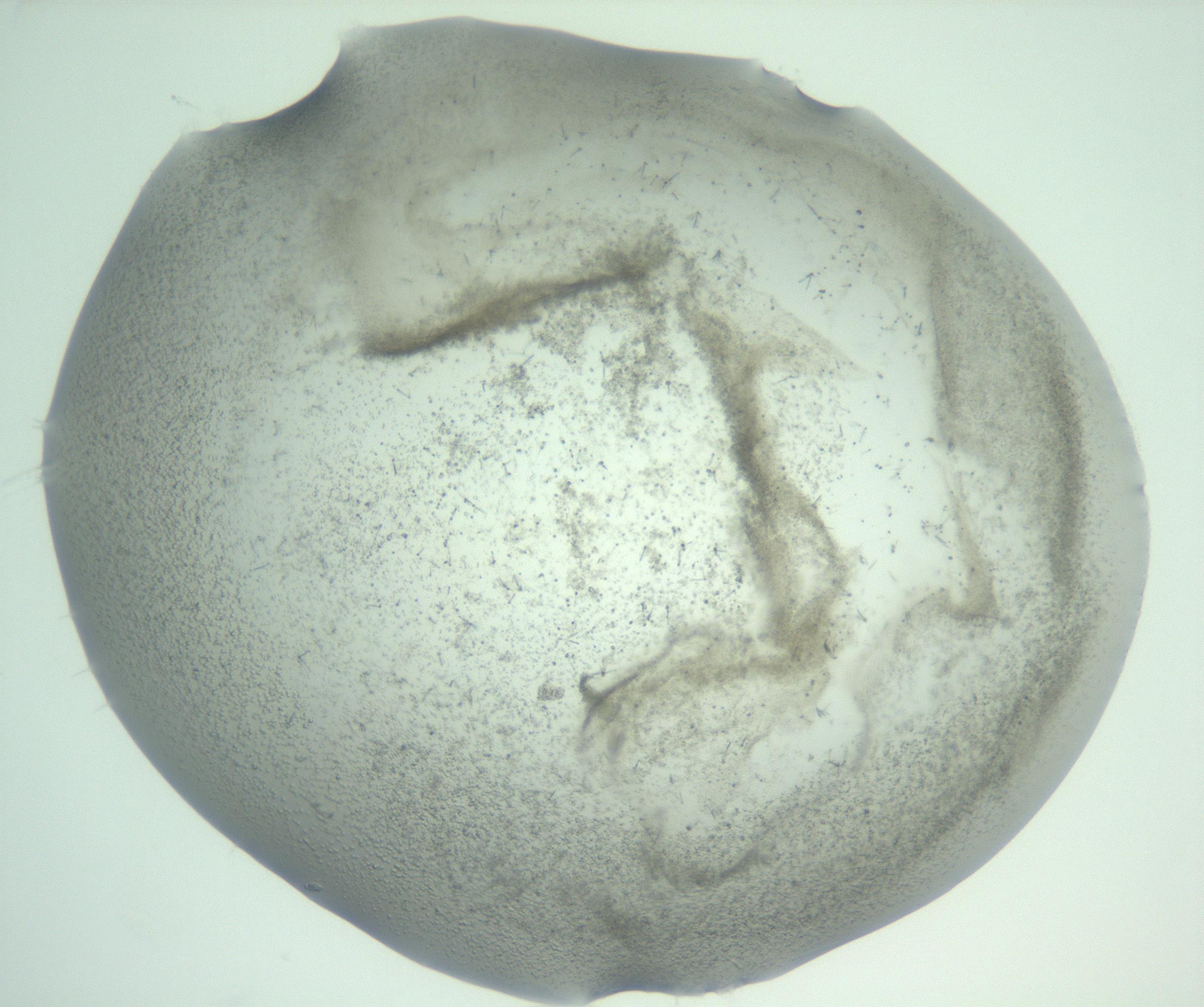 RI01_03_000_0212_Proj1_Clon1_MC_0000MC103059_005_161201_01_03_01_00_99_002_001_RAI.jpg