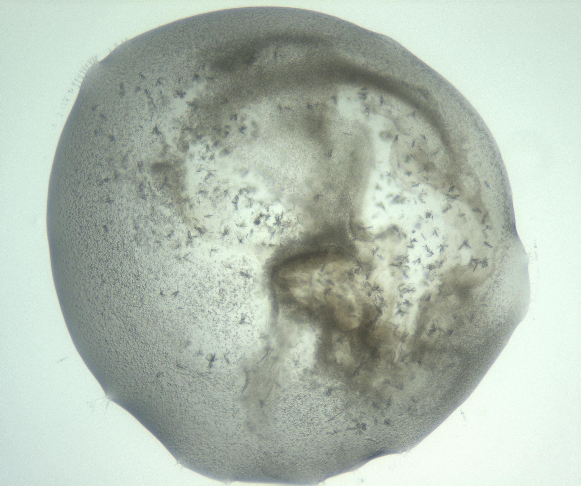RI01_03_000_0212_Proj1_Clon1_MC_0000MC103059_005_161201_01_03_02_00_99_002_001_RAI.jpg