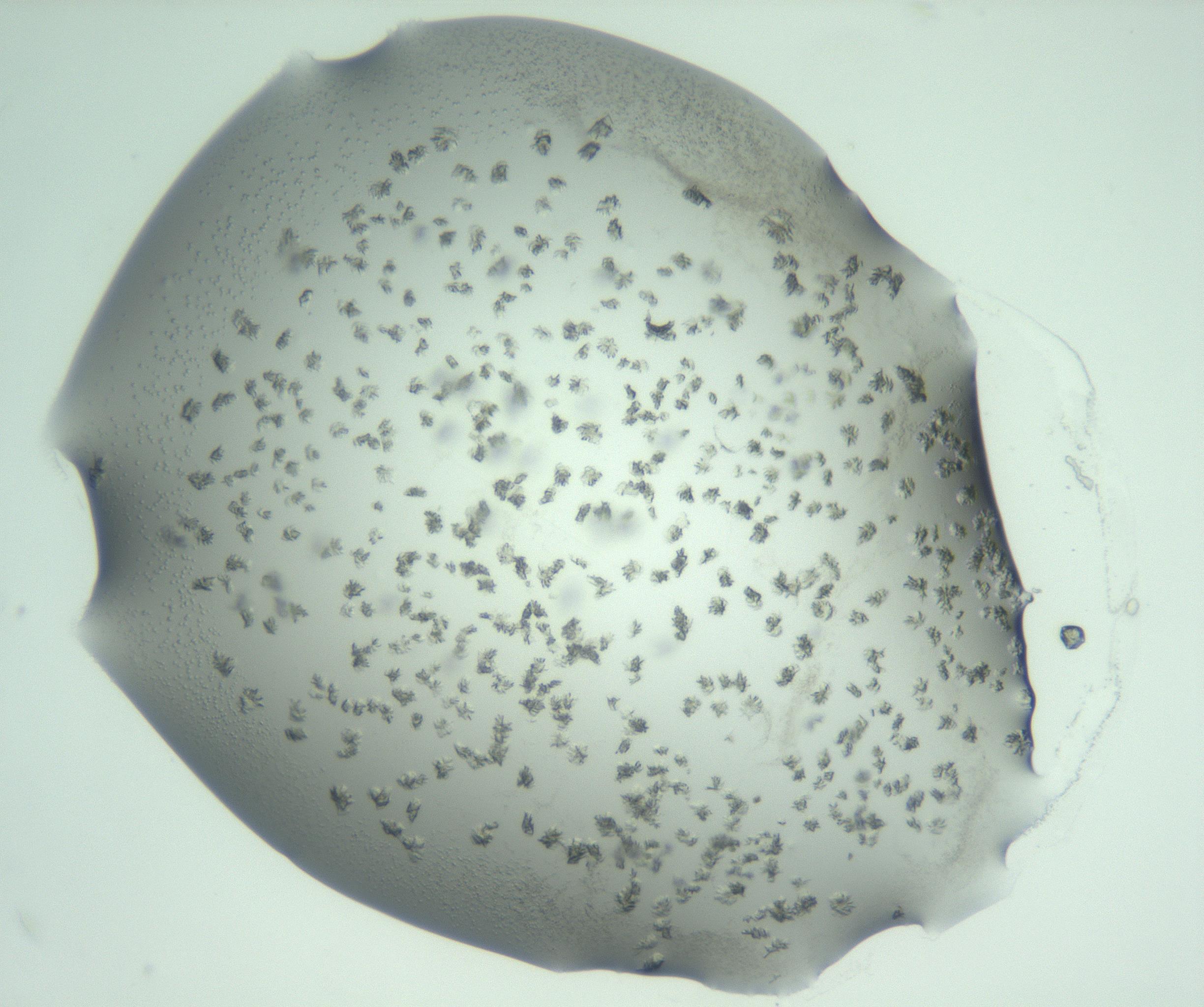 RI01_03_000_0212_Proj1_Clon1_MC_0000MC103059_005_161201_01_07_01_00_99_002_001_RAI.jpg