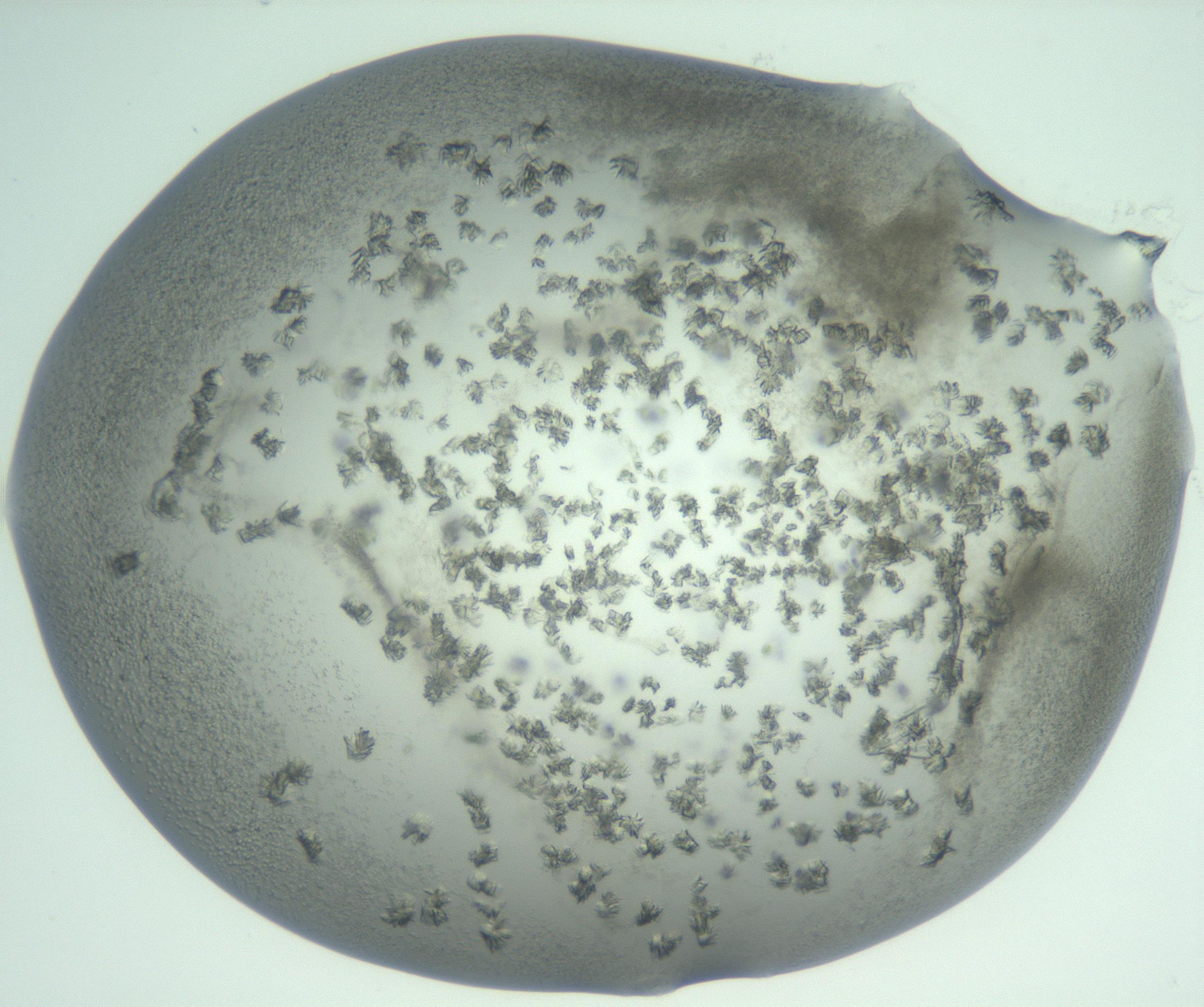 RI01_03_000_0212_Proj1_Clon1_MC_0000MC103059_005_161201_01_07_02_00_99_002_001_RAI.jpg