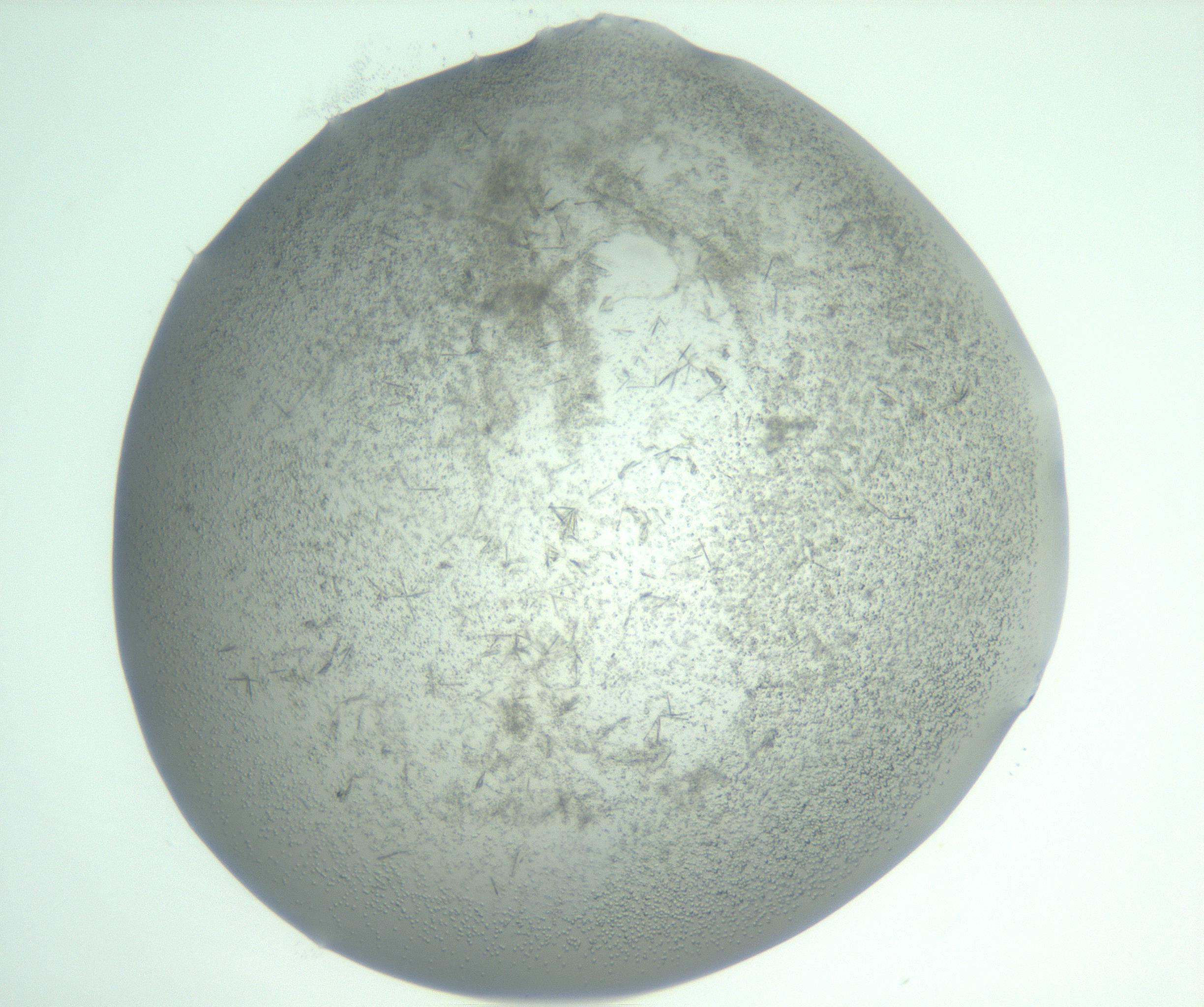 RI01_03_000_0212_Proj1_Clon1_MC_0000MC103059_005_161201_03_03_01_00_99_002_001_RAI.jpg