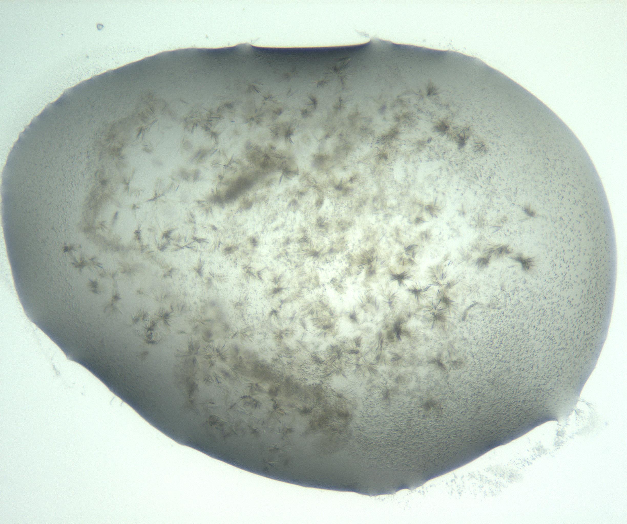 RI01_03_000_0212_Proj1_Clon1_MC_0000MC103059_005_161201_05_04_01_00_99_002_001_RAI.jpg