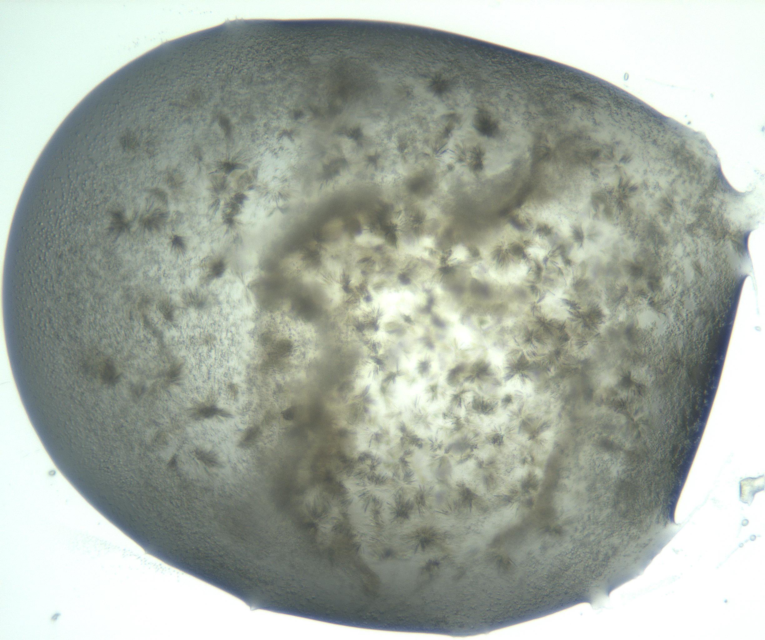 RI01_03_000_0212_Proj1_Clon1_MC_0000MC103059_005_161201_05_04_02_00_99_002_001_RAI.jpg