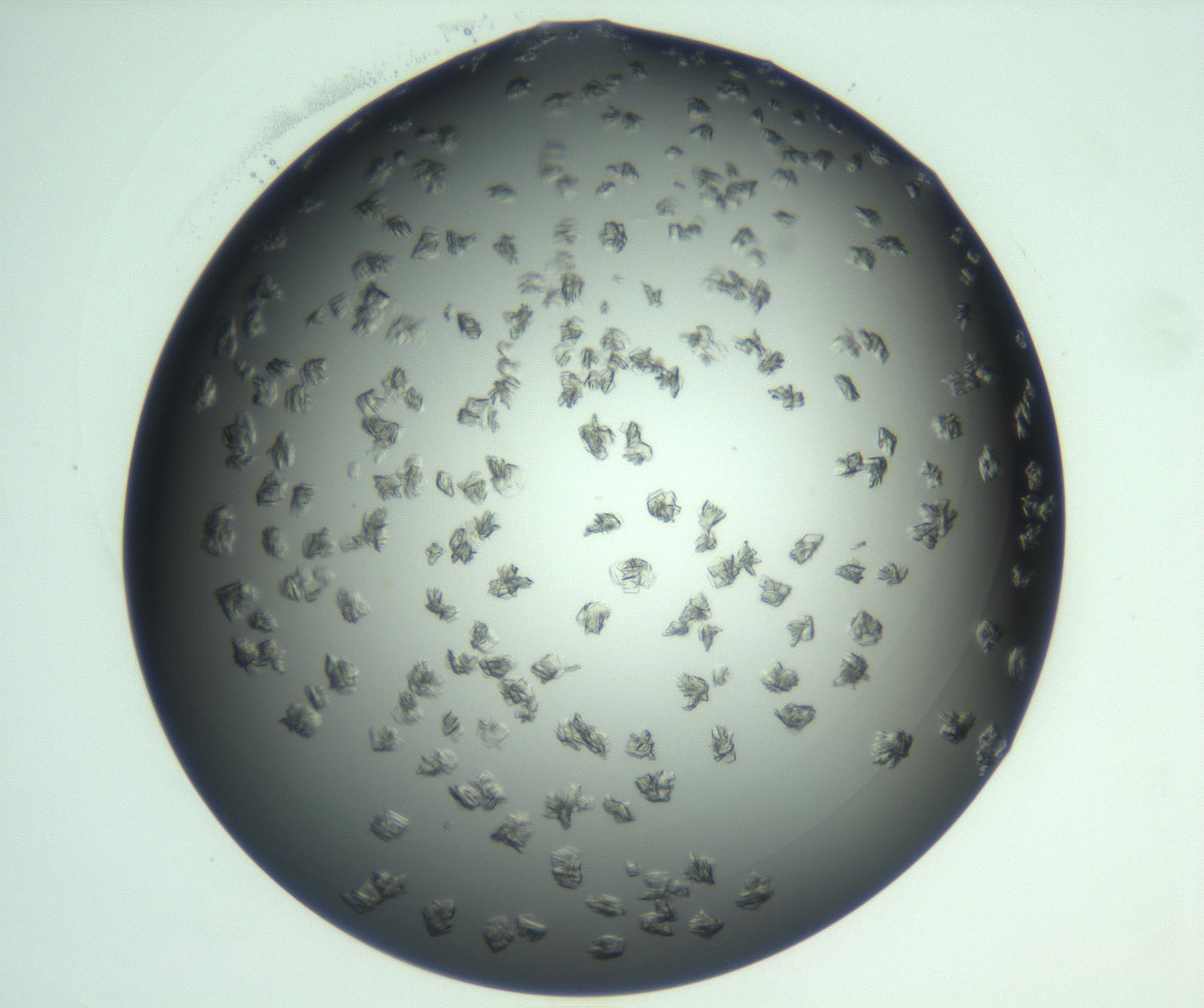RI01_03_000_0212_Proj1_Clon1_MC_0000MC103059_005_161201_05_06_01_00_99_002_001_RAI.jpg