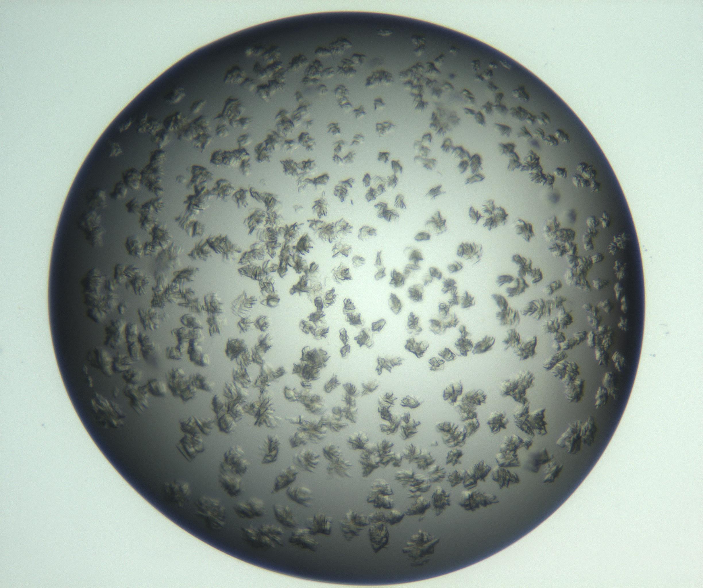 RI01_03_000_0212_Proj1_Clon1_MC_0000MC103059_005_161201_05_06_02_00_99_002_001_RAI.jpg