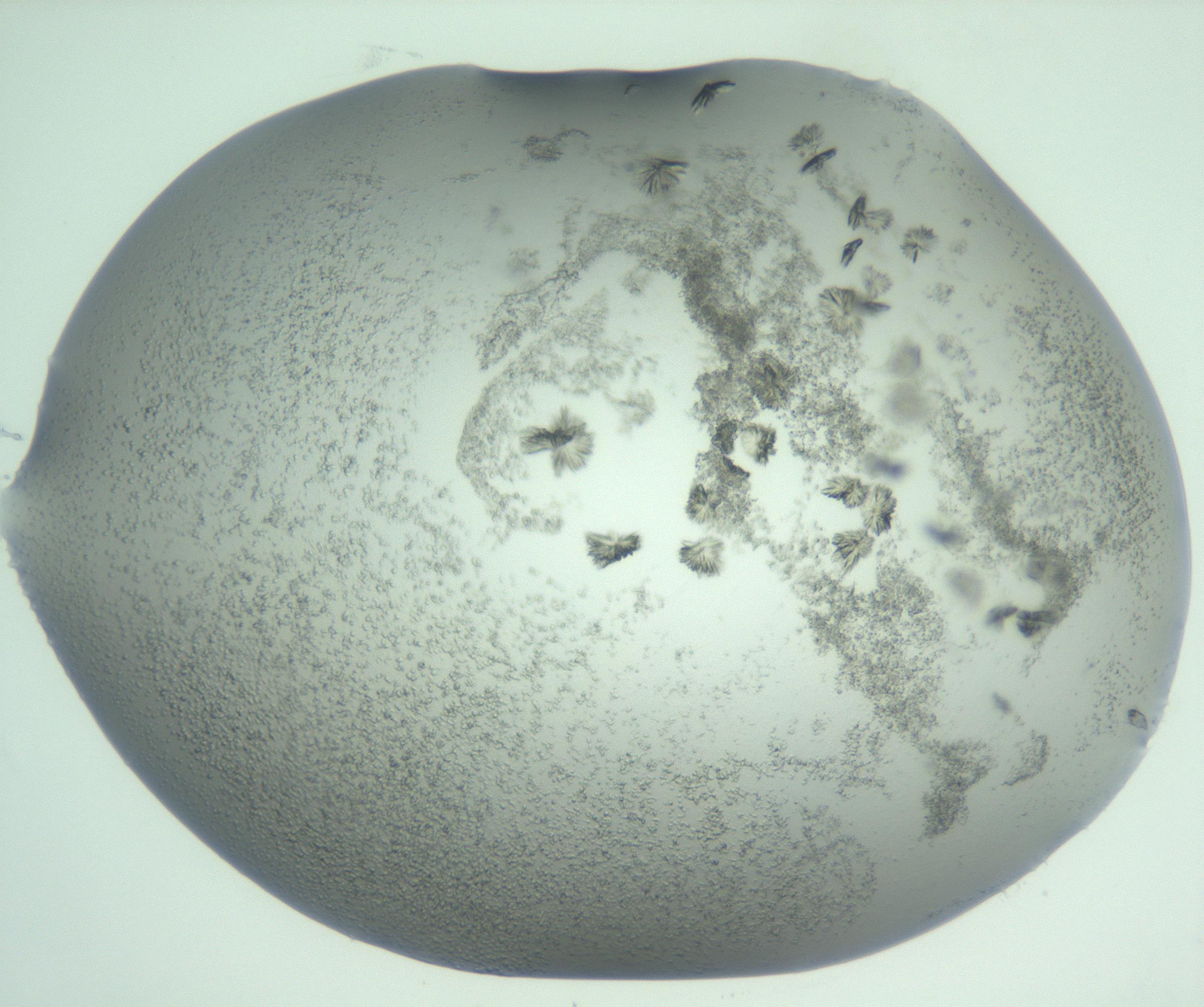 RI01_03_000_0212_Proj1_Clon1_MC_0000MC103059_005_161201_06_01_01_00_99_002_001_RAI.jpg