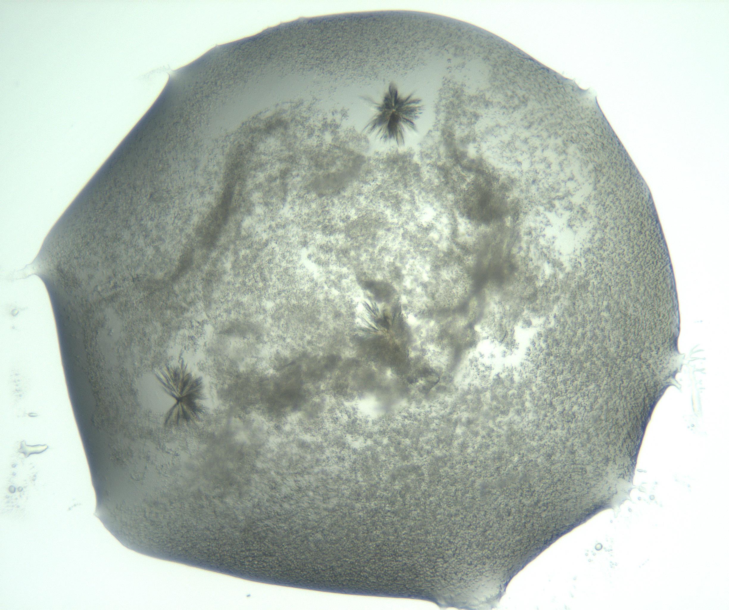RI01_03_000_0212_Proj1_Clon1_MC_0000MC103059_005_161201_06_01_02_00_99_002_001_RAI.jpg
