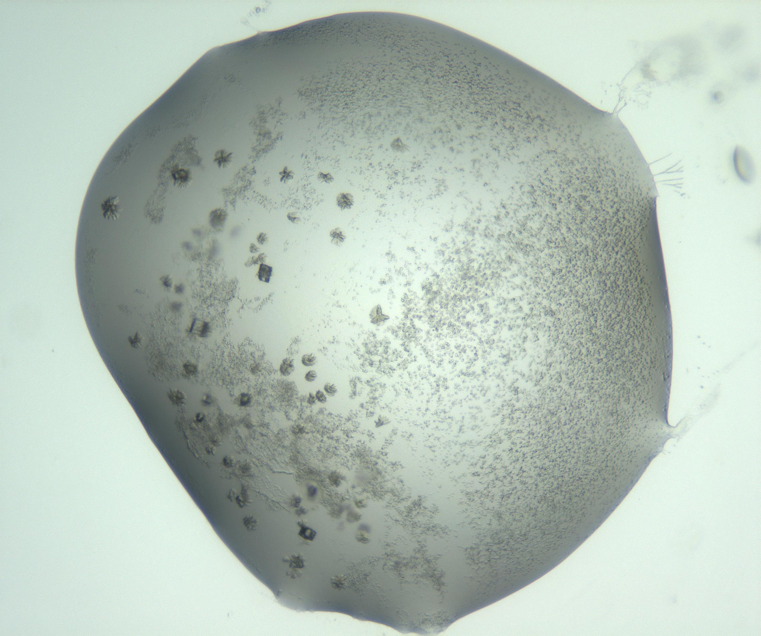 RI01_03_000_0212_Proj1_Clon1_MC_0000MC103059_005_161201_06_02_01_00_99_002_001_RAI.jpg