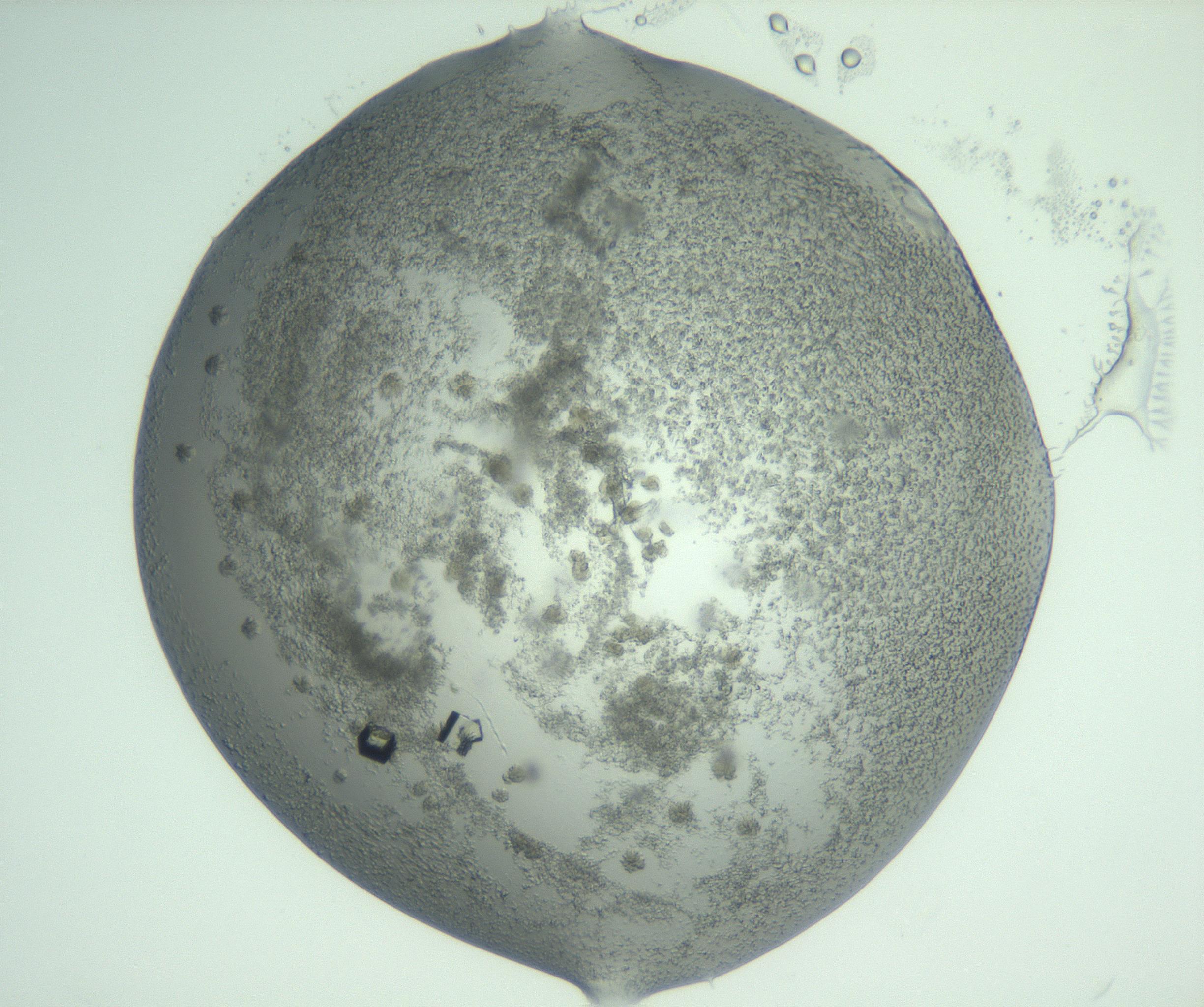 RI01_03_000_0212_Proj1_Clon1_MC_0000MC103059_005_161201_06_02_02_00_99_002_001_RAI.jpg