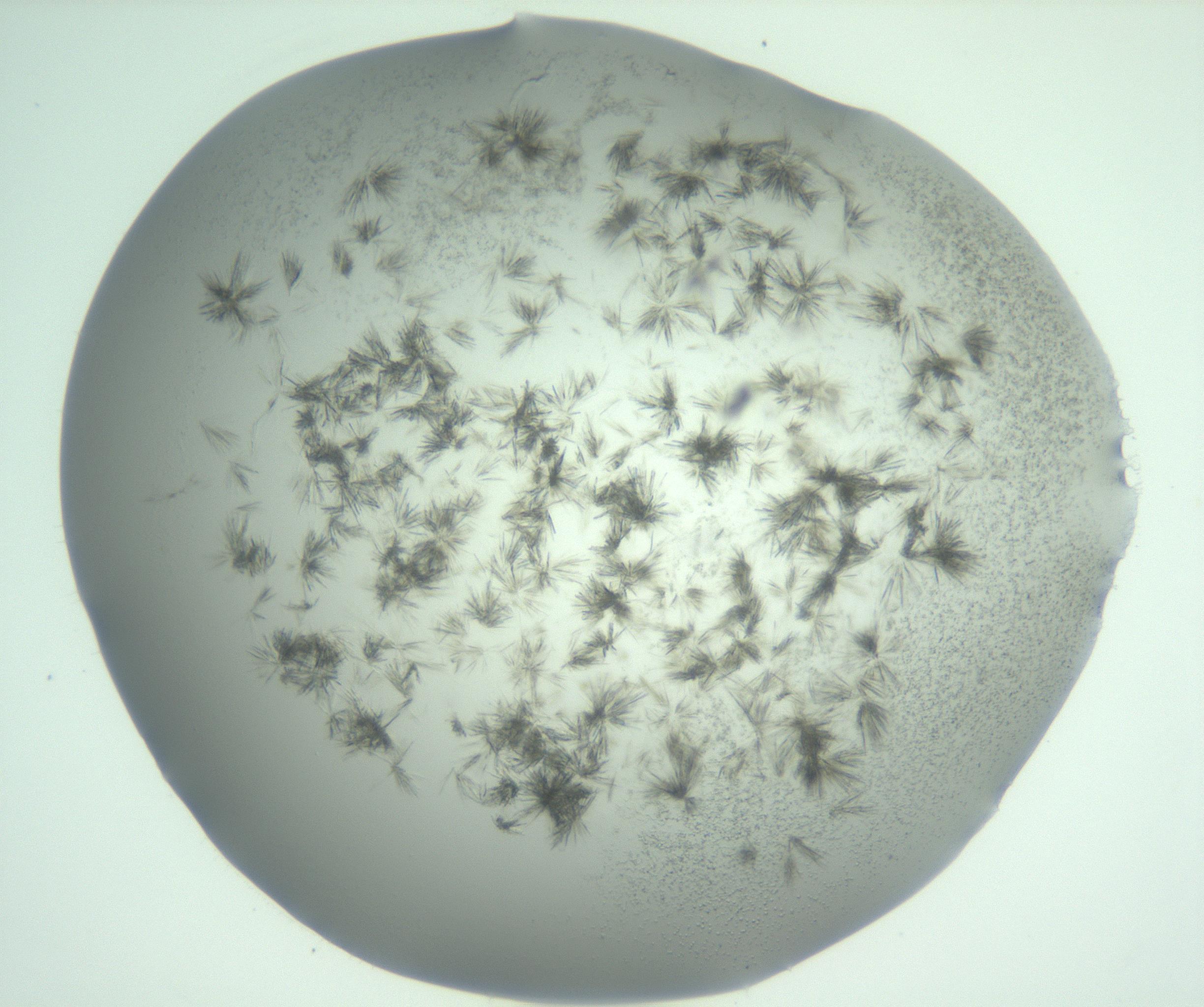 RI01_03_000_0212_Proj1_Clon1_MC_0000MC103059_005_161201_06_03_01_00_99_002_001_RAI.jpg