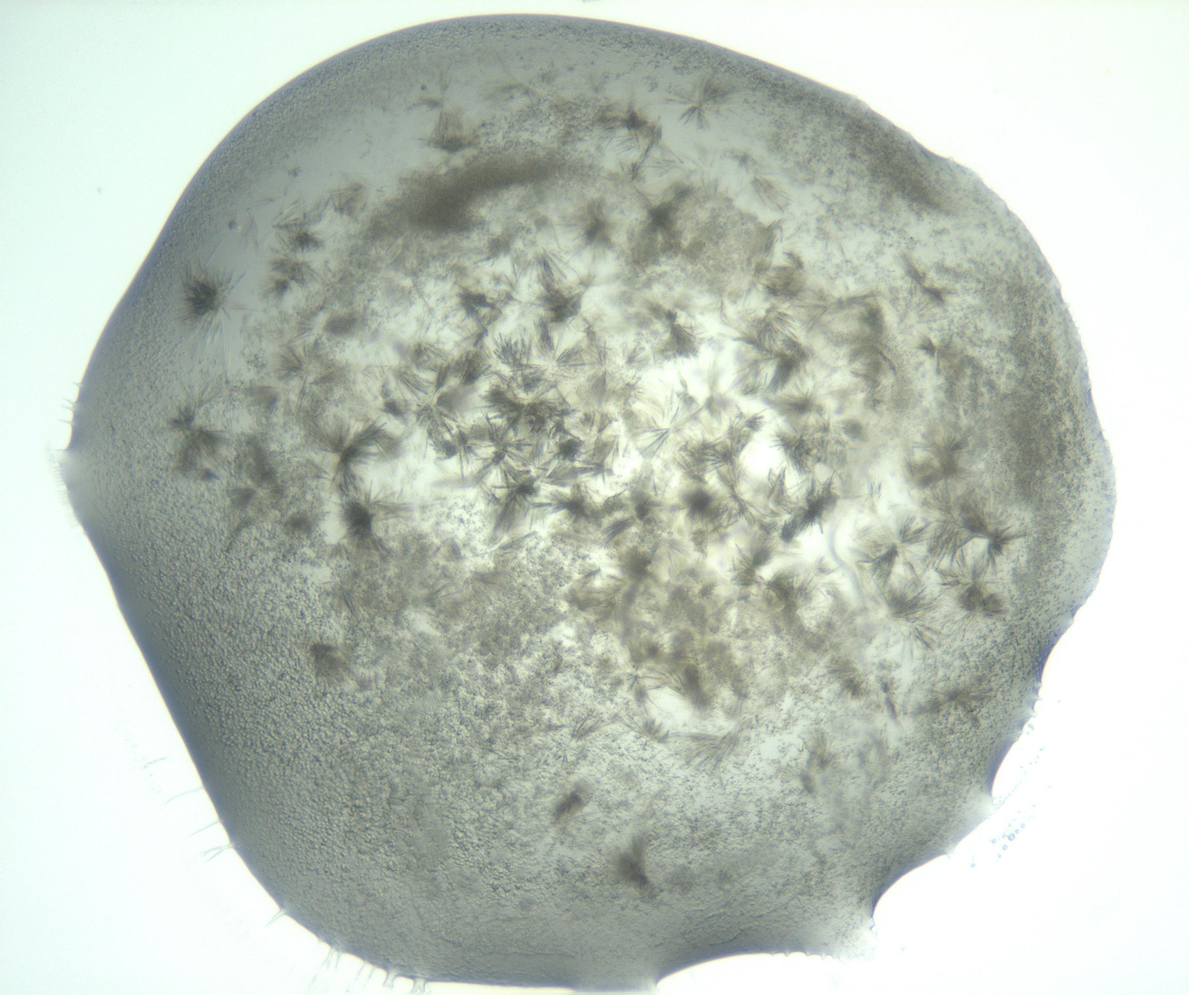 RI01_03_000_0212_Proj1_Clon1_MC_0000MC103059_005_161201_06_03_02_00_99_002_001_RAI.jpg