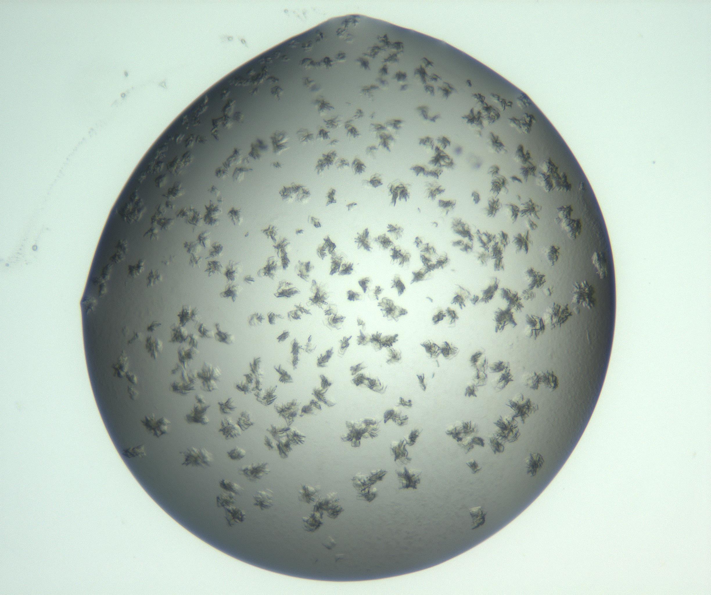 RI01_03_000_0212_Proj1_Clon1_MC_0000MC103059_005_161201_06_06_01_00_99_002_001_RAI.jpg
