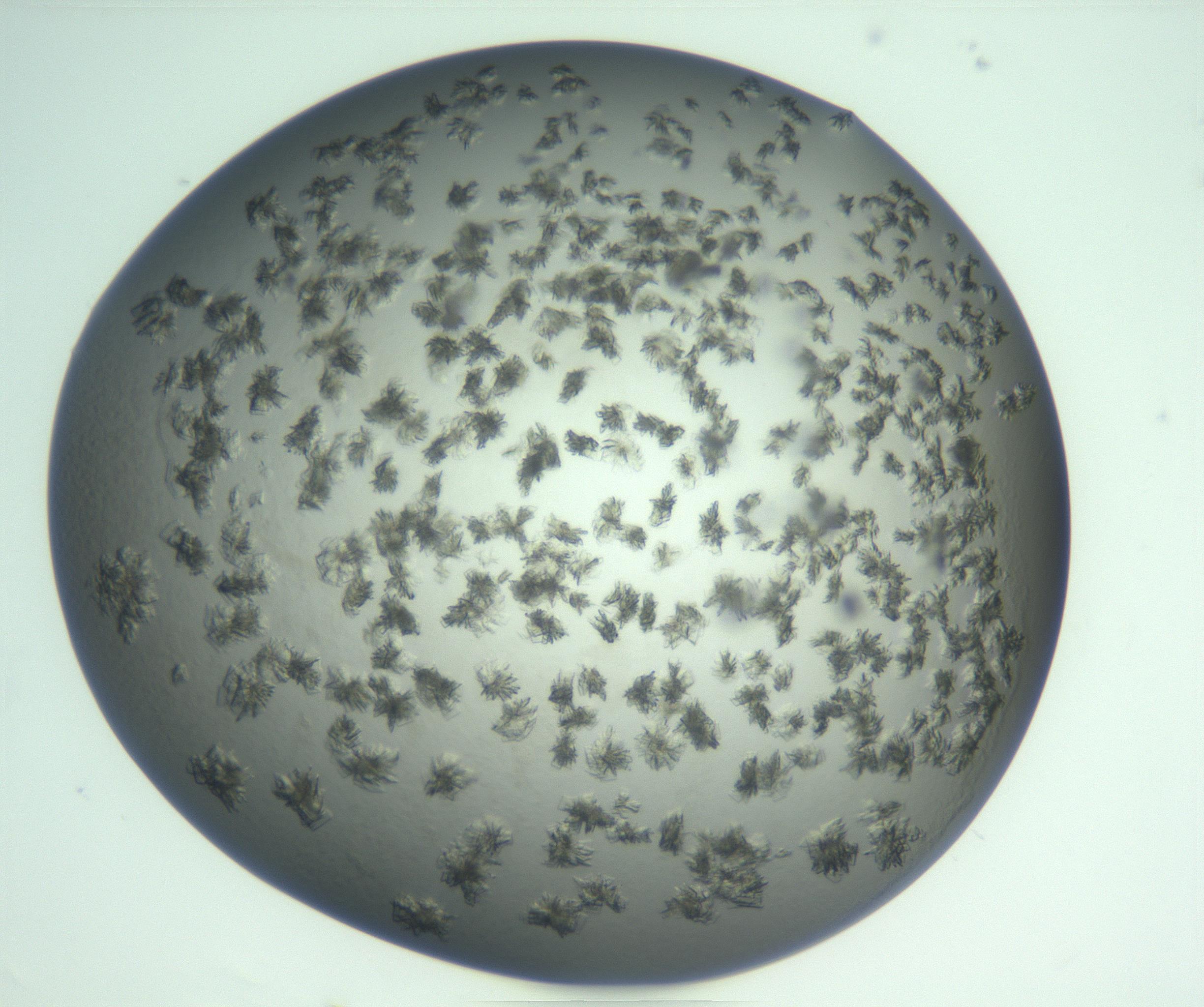 RI01_03_000_0212_Proj1_Clon1_MC_0000MC103059_005_161201_06_06_02_00_99_002_001_RAI.jpg