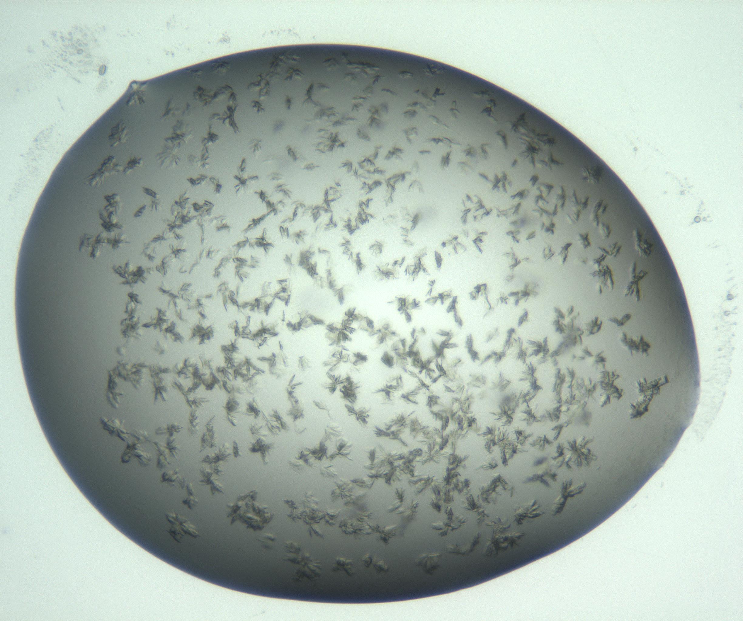 RI01_03_000_0212_Proj1_Clon1_MC_0000MC103059_005_161201_06_07_01_00_99_002_001_RAI.jpg