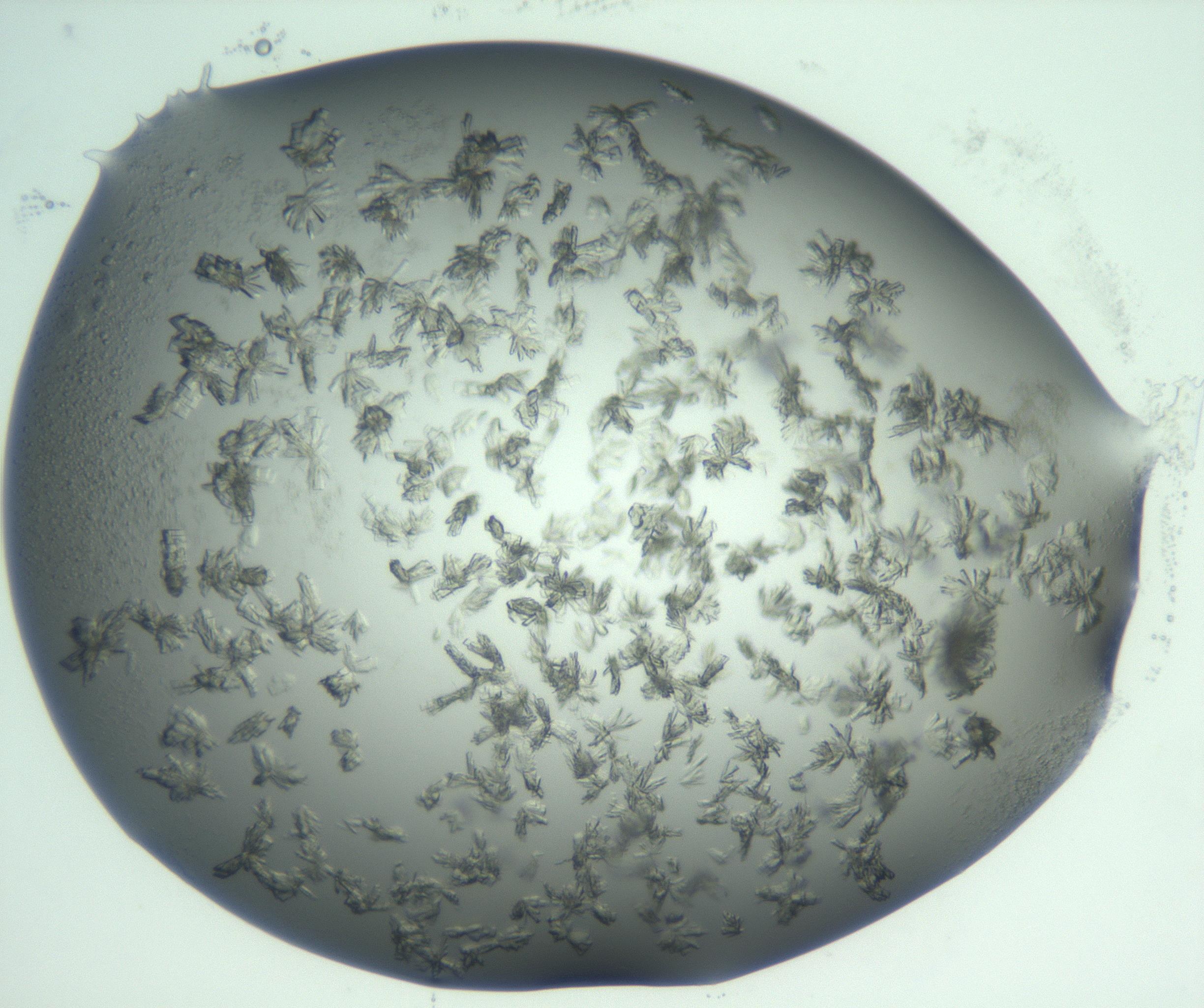 RI01_03_000_0212_Proj1_Clon1_MC_0000MC103059_005_161201_06_07_02_00_99_002_001_RAI.jpg