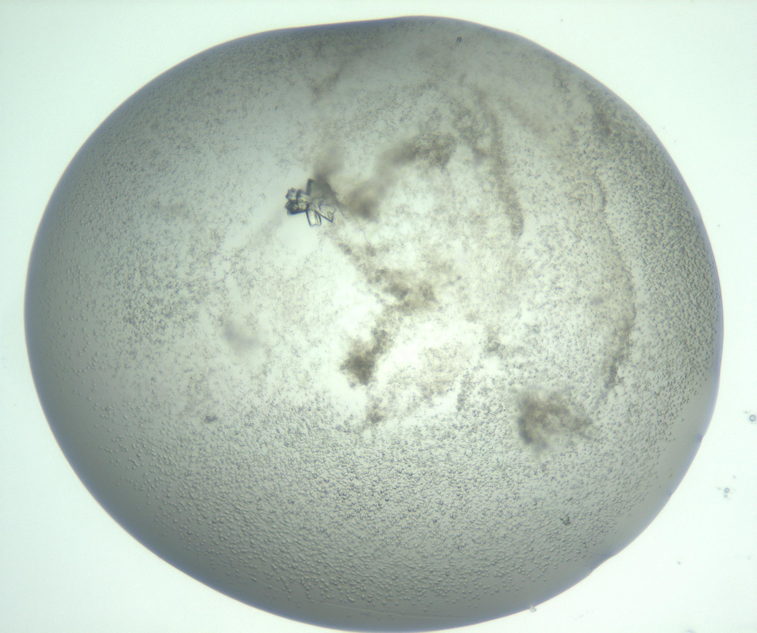 RI01_03_000_0212_Proj1_Clon1_MC_0000MC103059_005_161201_07_01_01_00_99_002_001_RAI.jpg