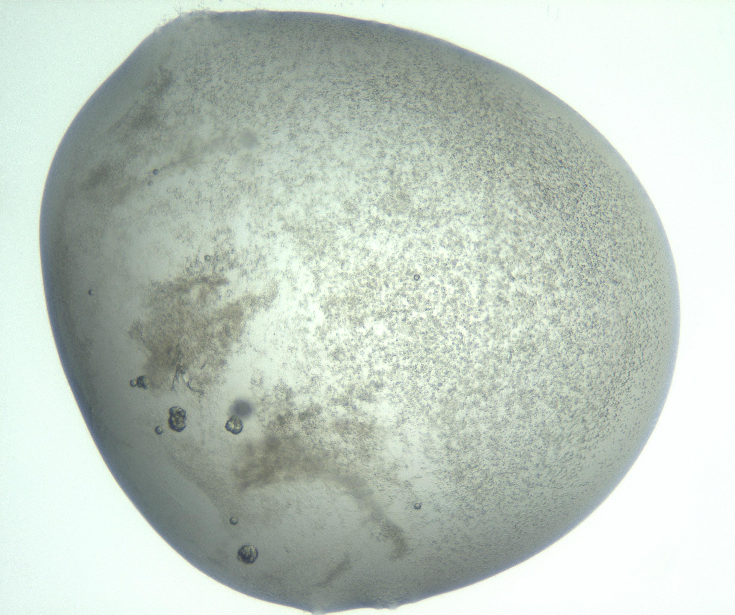 RI01_03_000_0212_Proj1_Clon1_MC_0000MC103059_005_161201_07_02_01_00_99_002_001_RAI.jpg