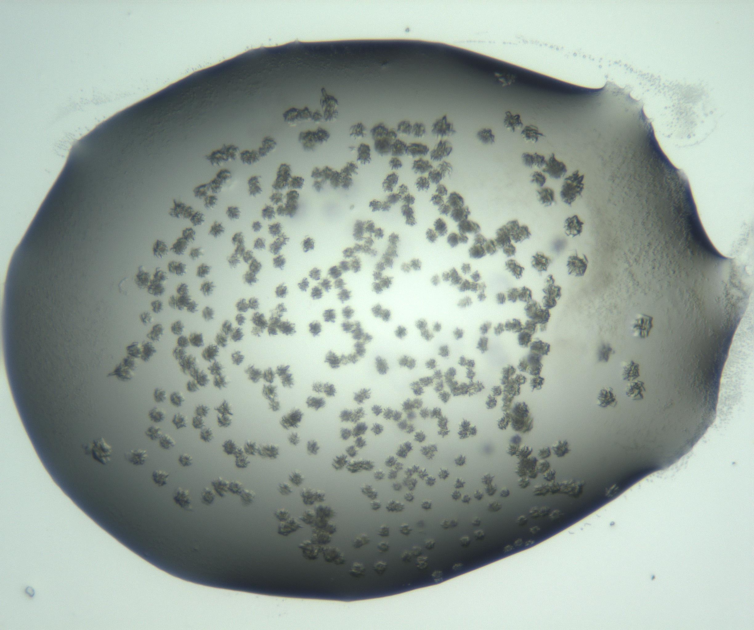 RI01_03_000_0212_Proj1_Clon1_MC_0000MC103059_005_161201_07_07_01_00_99_002_001_RAI.jpg
