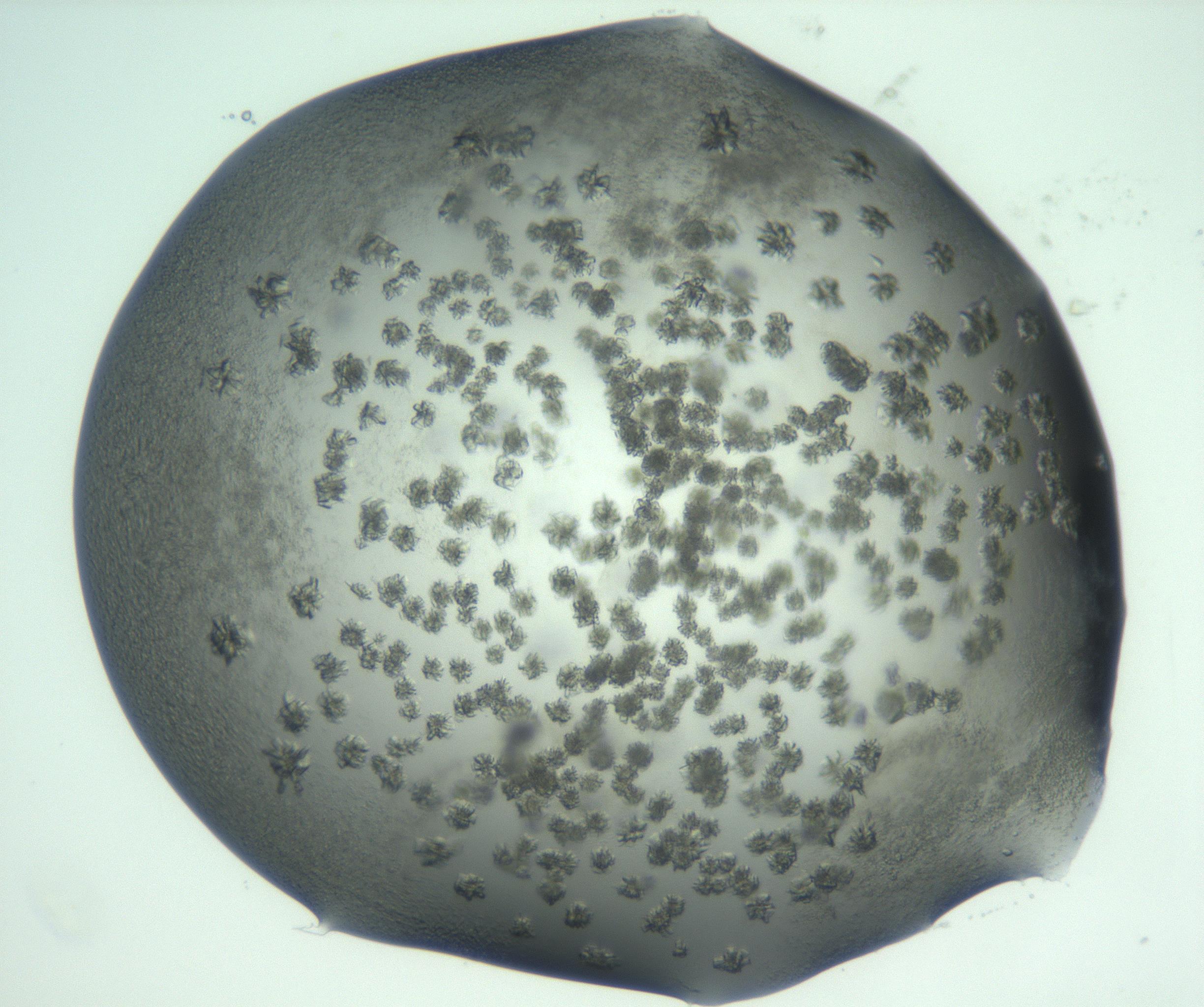 RI01_03_000_0212_Proj1_Clon1_MC_0000MC103059_005_161201_07_07_02_00_99_002_001_RAI.jpg