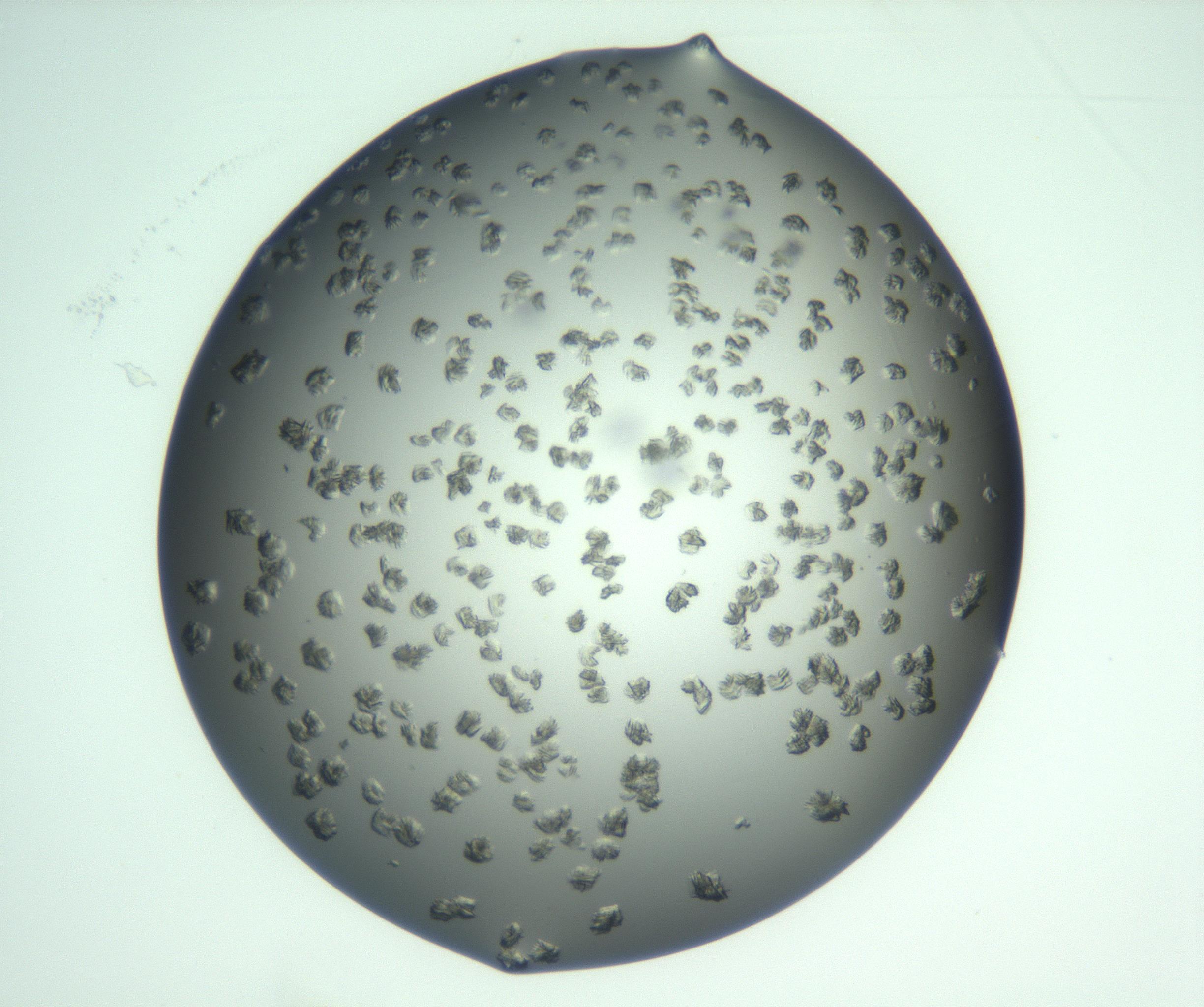 RI01_03_000_0212_Proj1_Clon1_MC_0000MC103059_005_161201_08_06_01_00_99_002_001_RAI.jpg