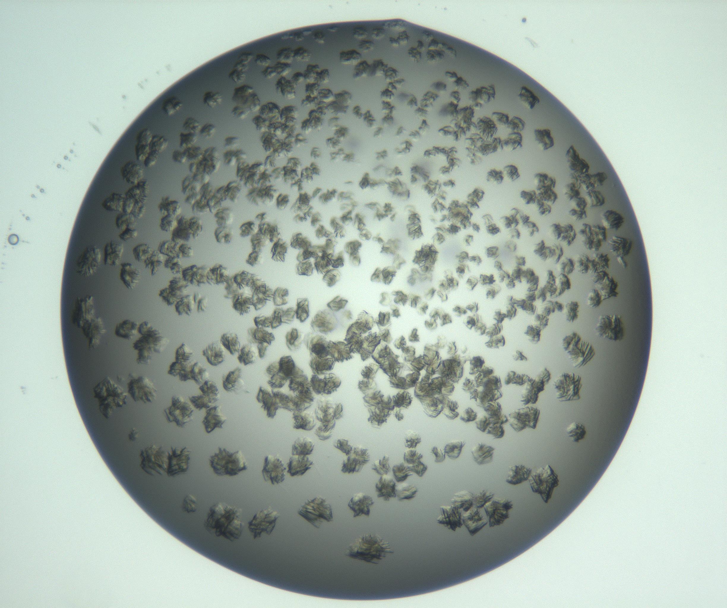 RI01_03_000_0212_Proj1_Clon1_MC_0000MC103059_005_161201_08_06_02_00_99_002_001_RAI.jpg